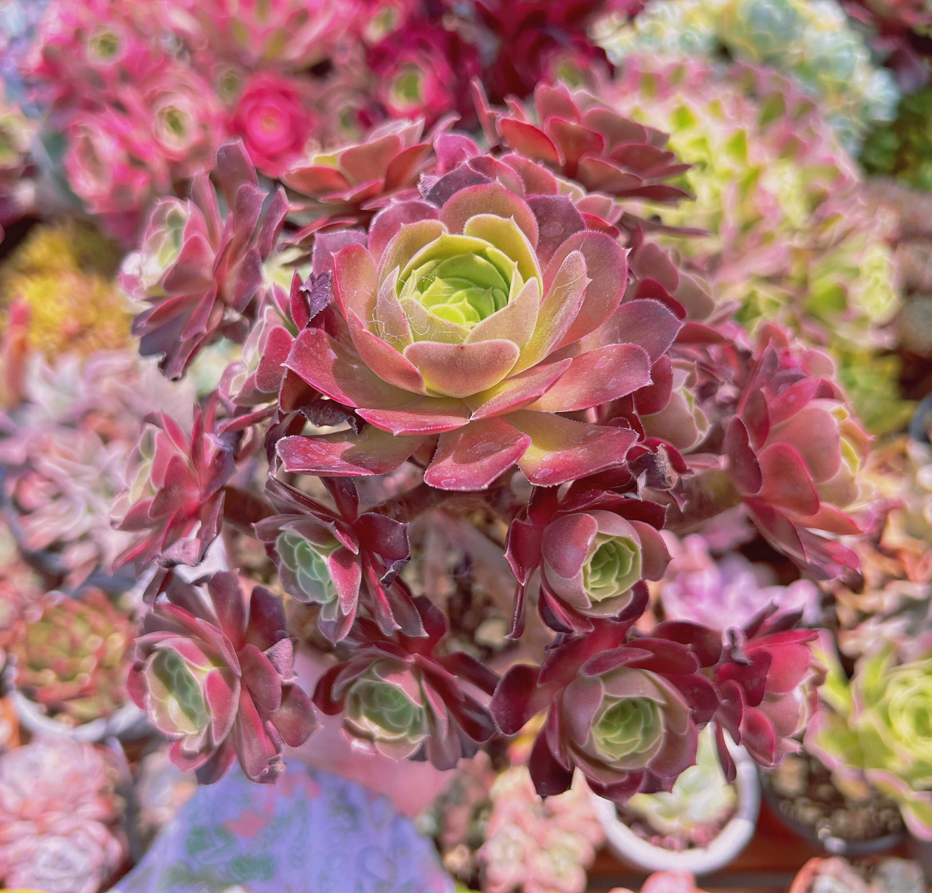 #783現物　多肉植物　ローズ法師　特大