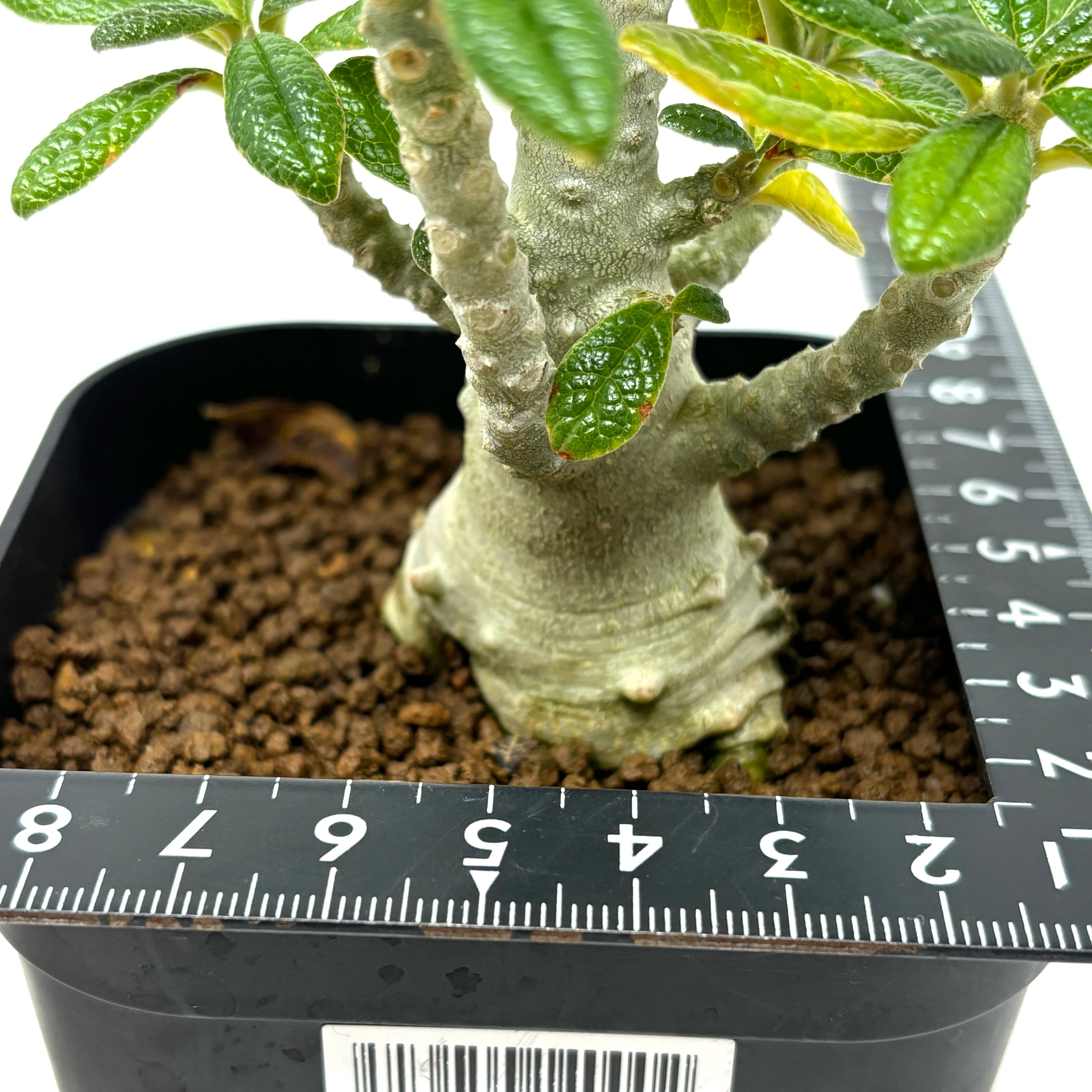 o66 ドルステニア ギガス 塊根植物 Dorstenia gigas o66 ドルステニア ギガス 塊根植物 Dorstenia gigas