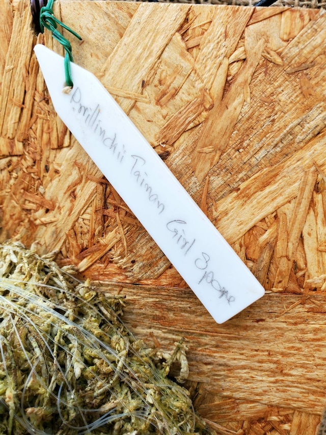 P. Willinckii Tainan Girl (spore)【artPLANTs】  ビカクシダ/Platycerium