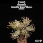 【送料無料】ionantha 'Bravo' Clump〔エアプランツ〕現品発送T5630