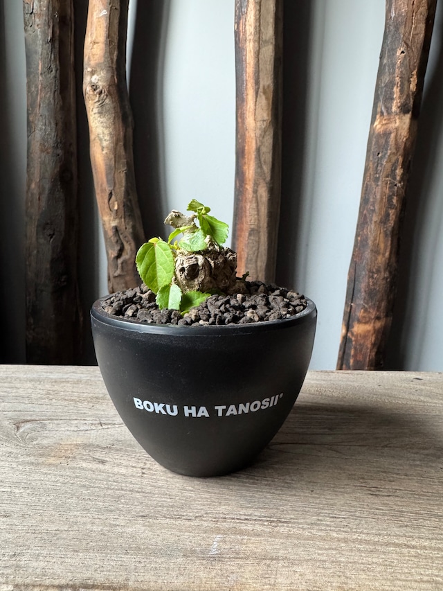 【琉球盆栽】Talipariti tiliaceum 【ユウナ / オオハマボウ】BOKU HA TANOSII