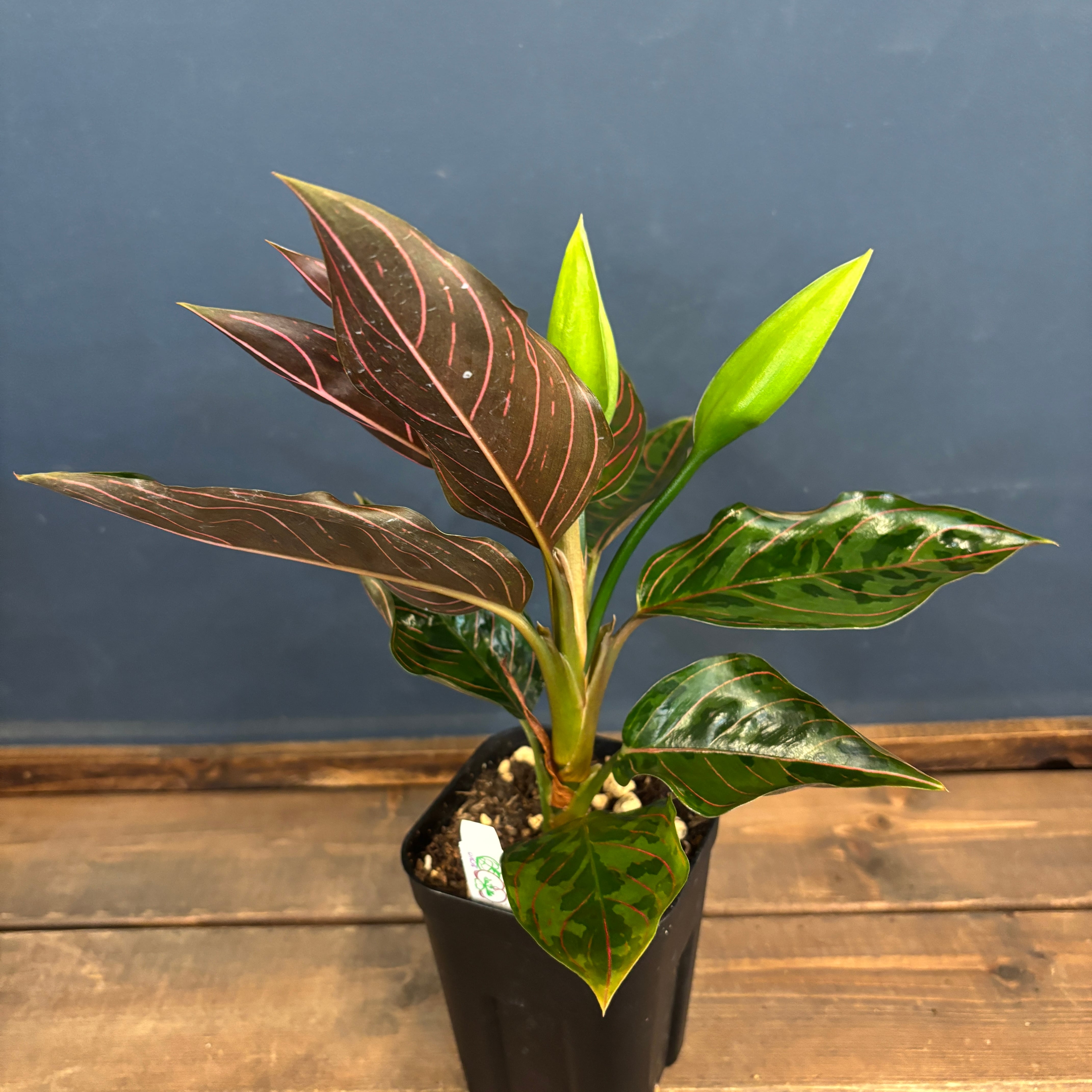 アグラオネマ レッドアーミー【374】 | PROTOLEAF プロトリーフ