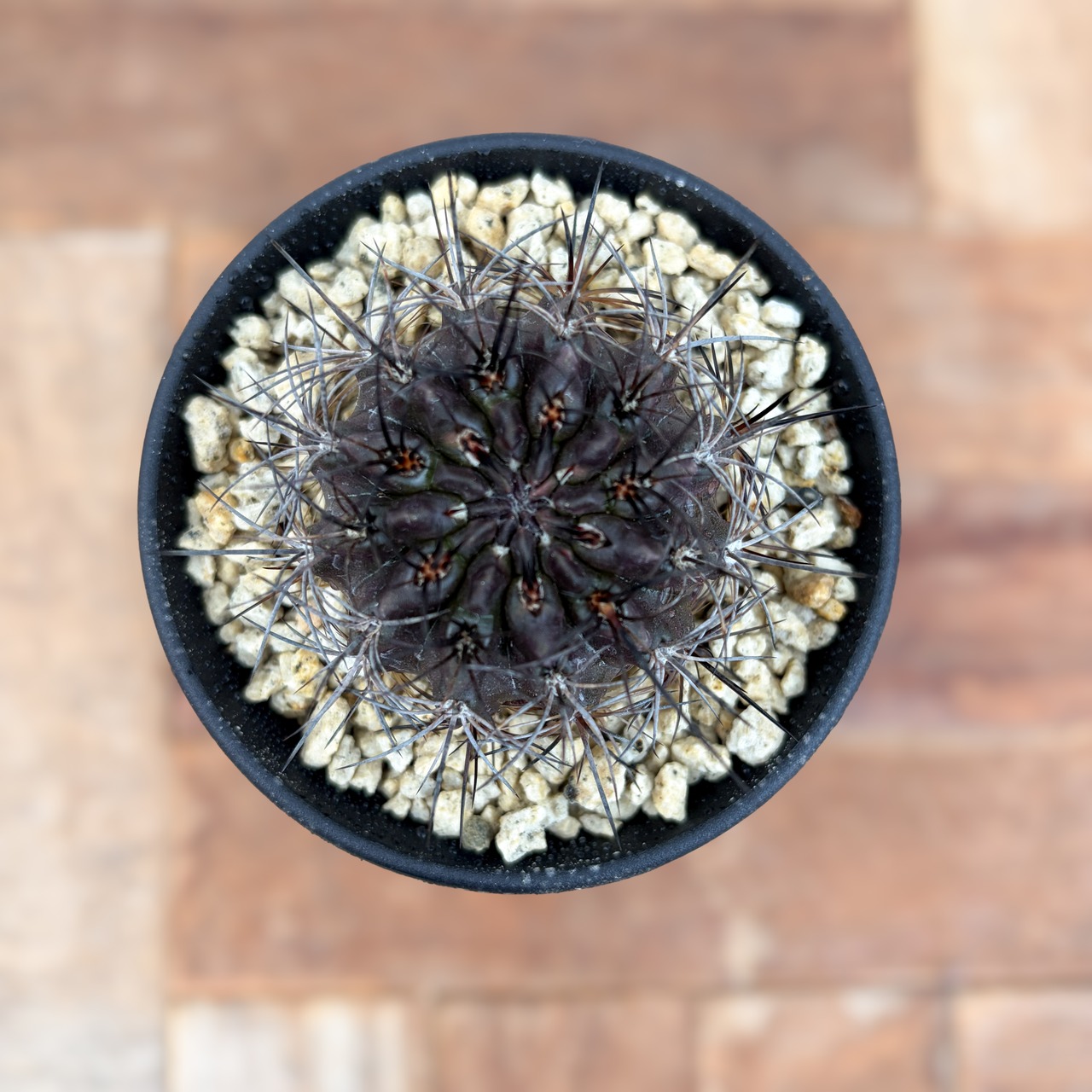 Neochilenia pulchella ｖ.esmeraldana【ネオチレニア・プルケラ・実生】