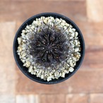 Neochilenia pulchella ｖ.esmeraldana【ネオチレニア・プルケラ・実生】