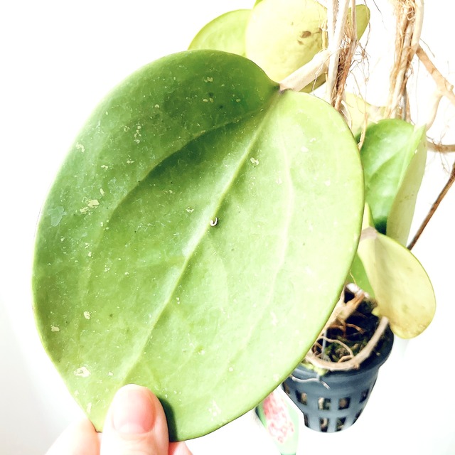 希少ホヤコレクション｜Hoya excavata（ホヤ・エクスカバータ）太陽園芸 × calm cafe