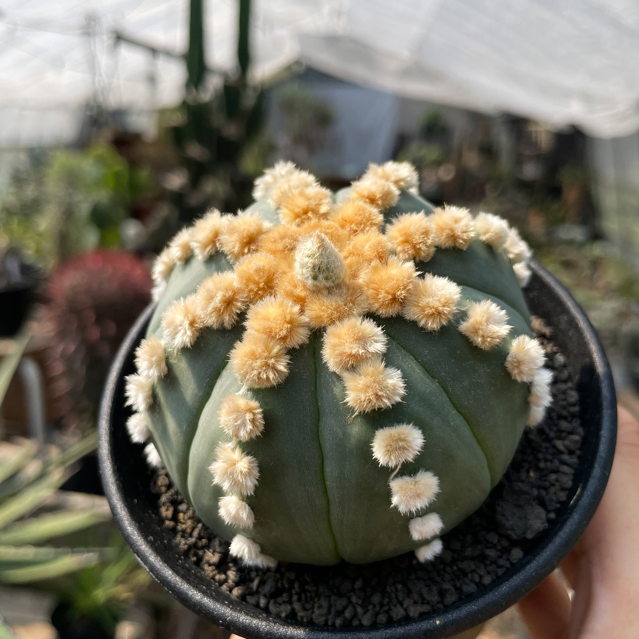 Astrophytum asterias f.nudum【アストロフィツム・瑠璃兜】