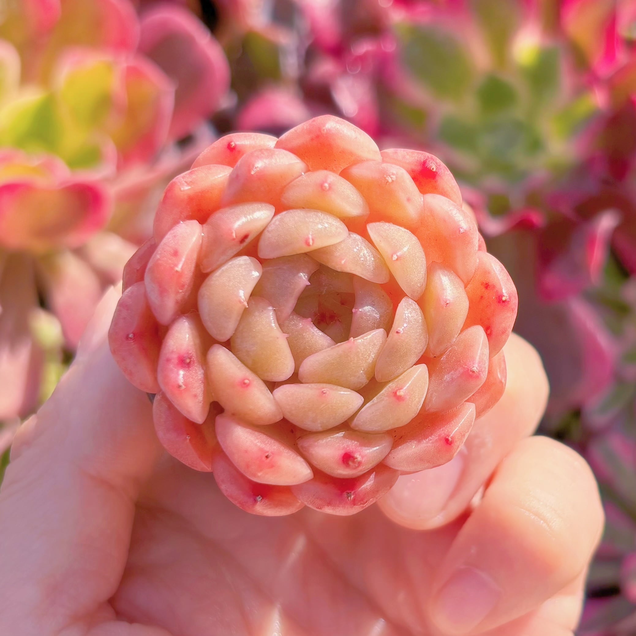 多肉植物　新品種　糖巻巻(シュガーロール)　新入荷　るる農園