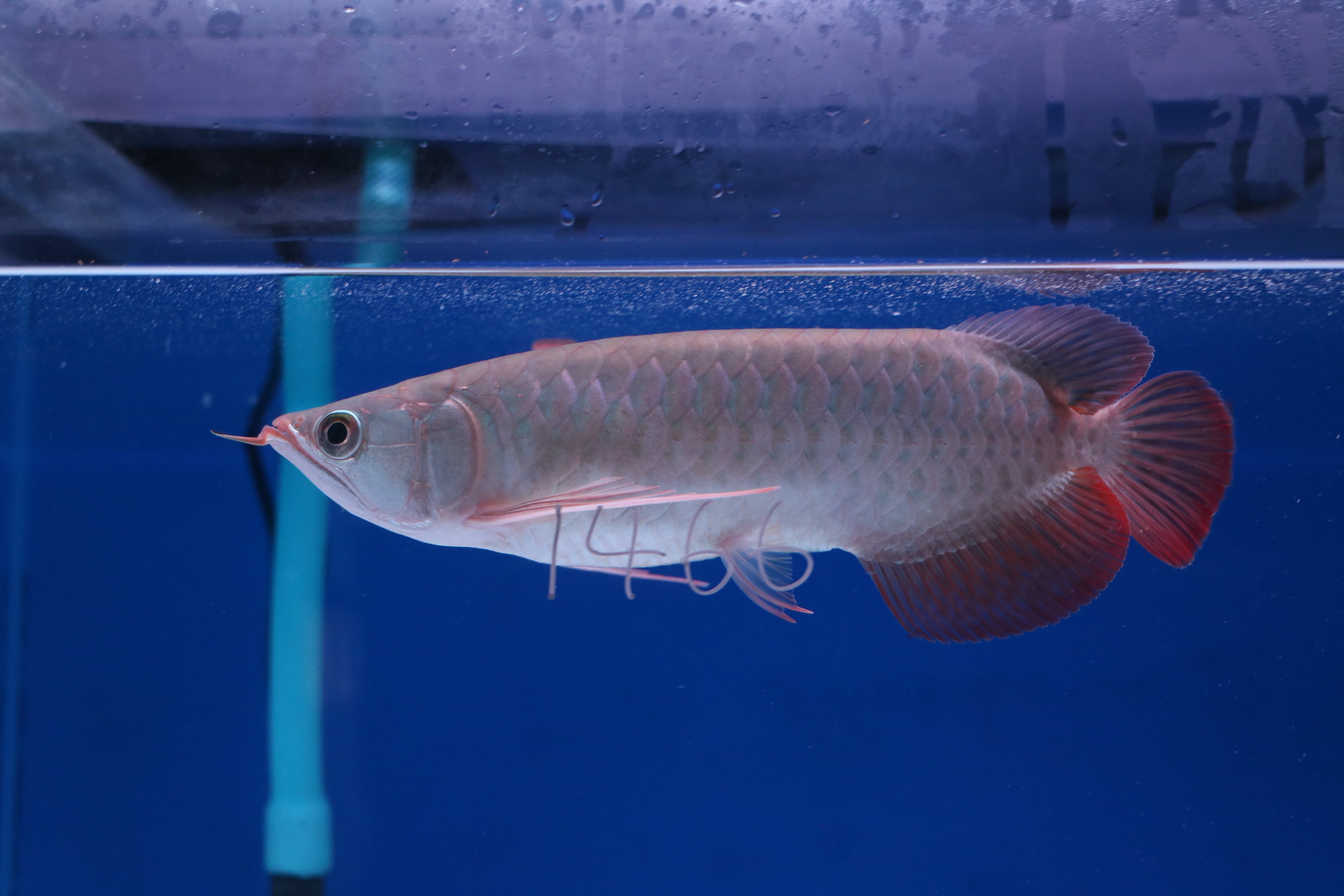 アロワナ(紅龍) | アロワナ等の大型魚・熱帯魚のオンライン販売店