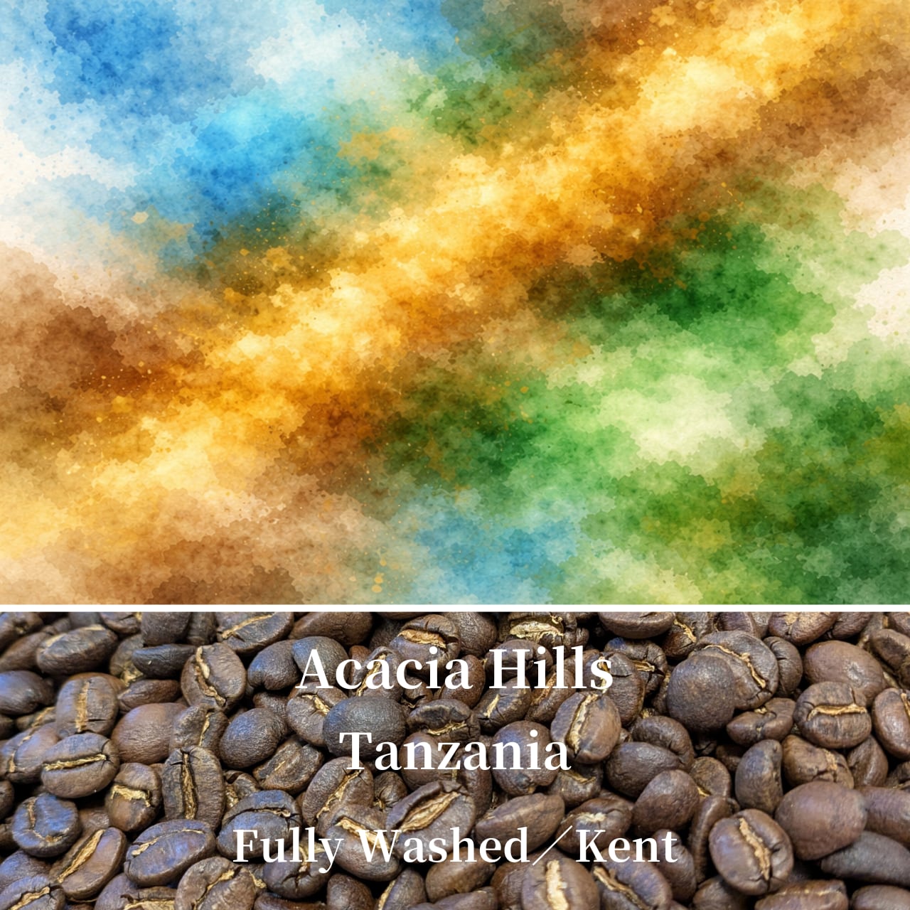 洗練されたタンザニア|Acacia Hills Kent(中煎り)コーヒー豆/粉