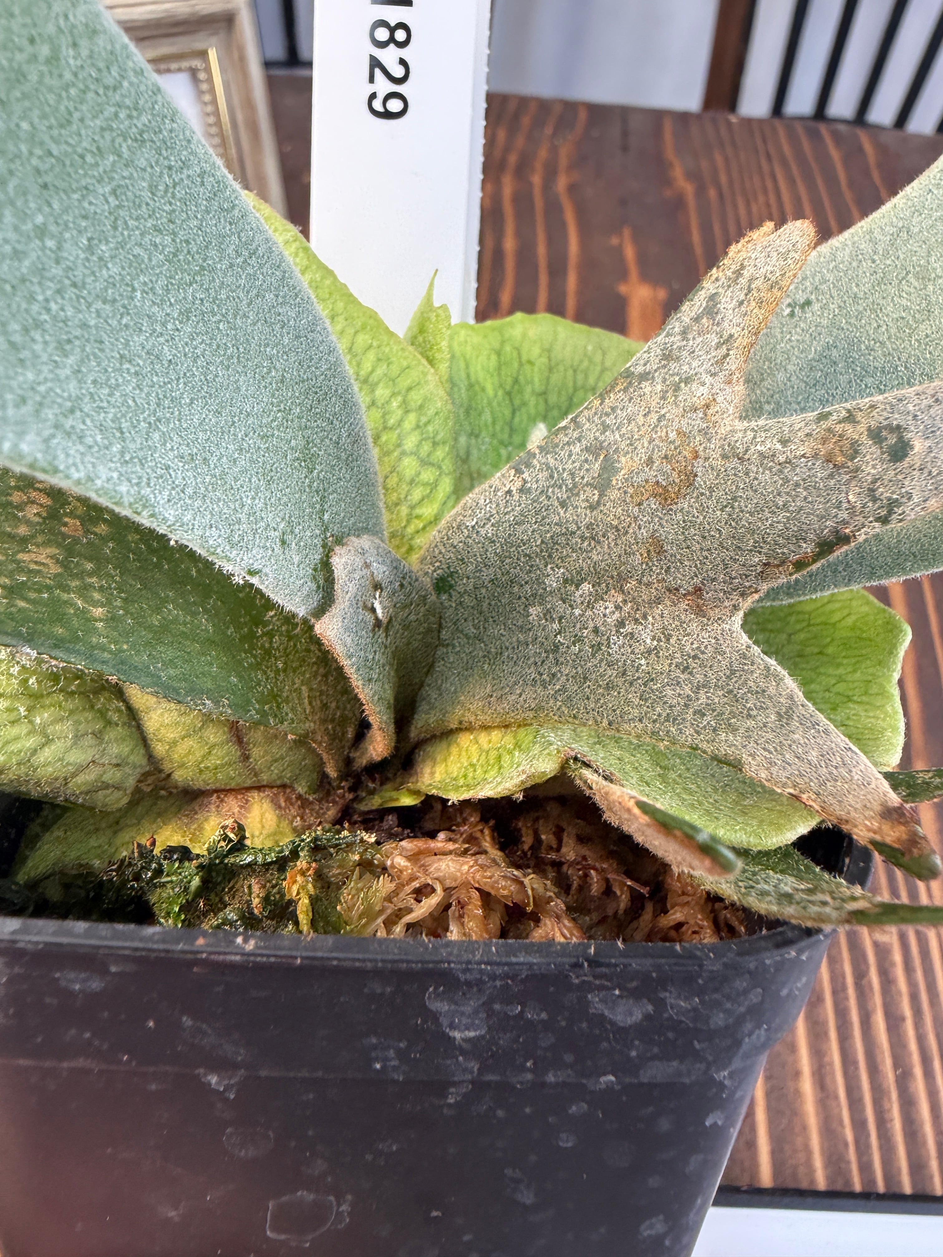 ☆1829【美しさを育む、緑のプリンセス】 ビカクシダ ジェイドガール