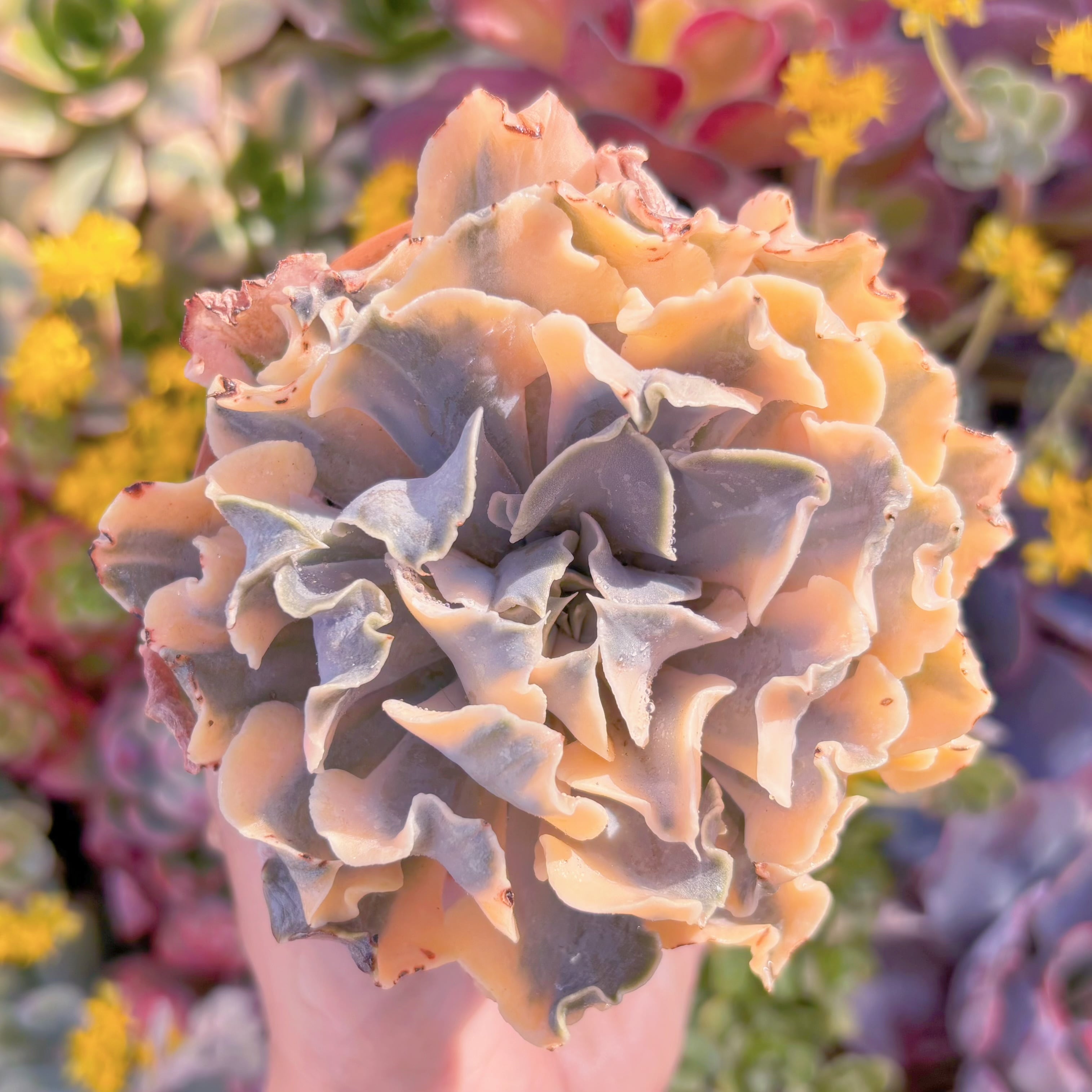 現品　シャフラン錦#M230　在庫僅少　るる農園