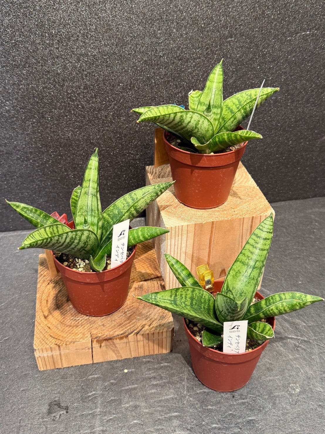 サンセベリア サムライドワーフ サンスベリア・サムライドワーフ / Sansevieria samurai dwalf – LIFFT