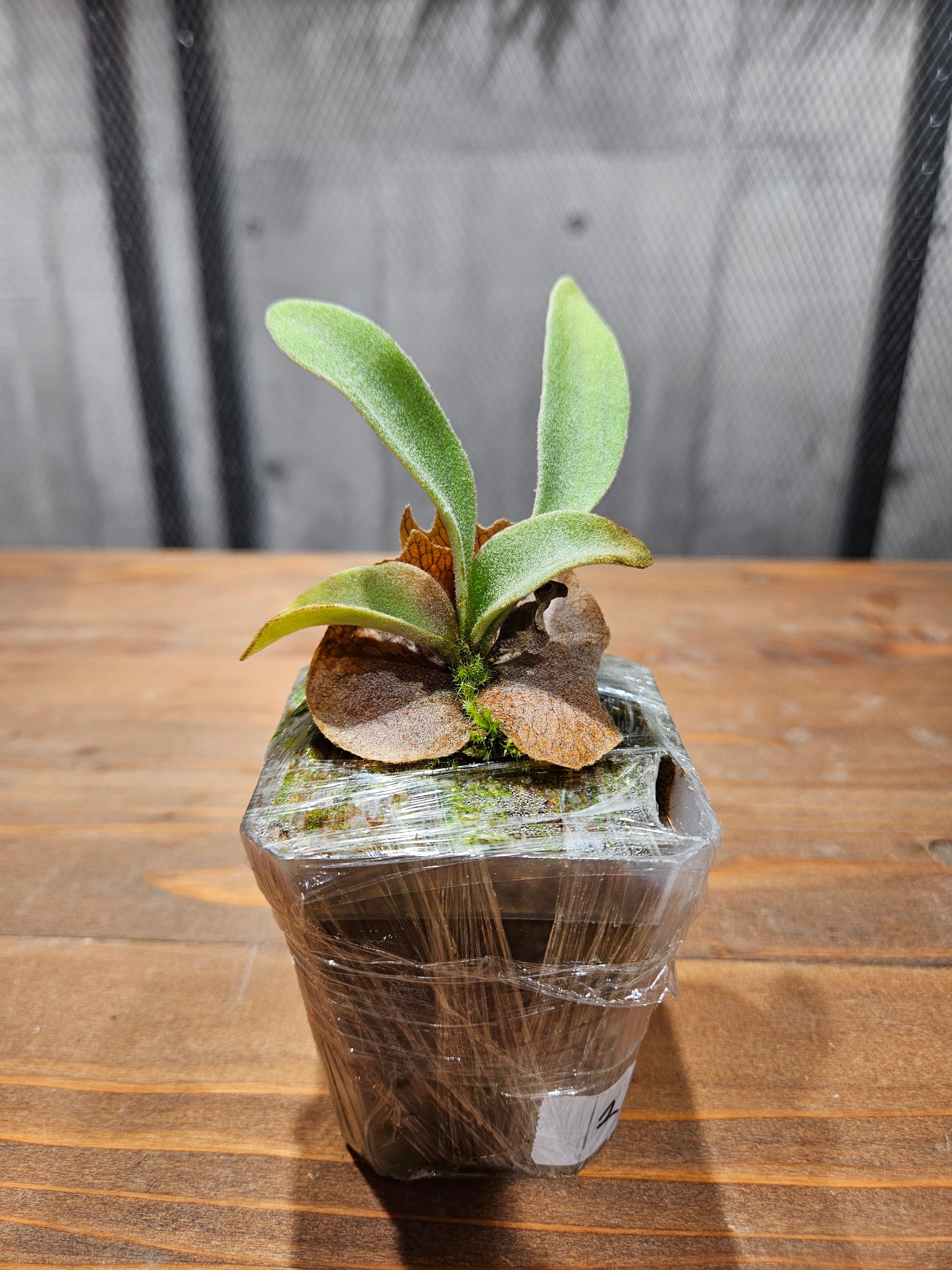 ︎︎︎︎☑︎ P.veitchii Auburn  子株 ビカクシダ P. veitchii 'Auburn River' – ひだまりプランツ -Hidamari plants