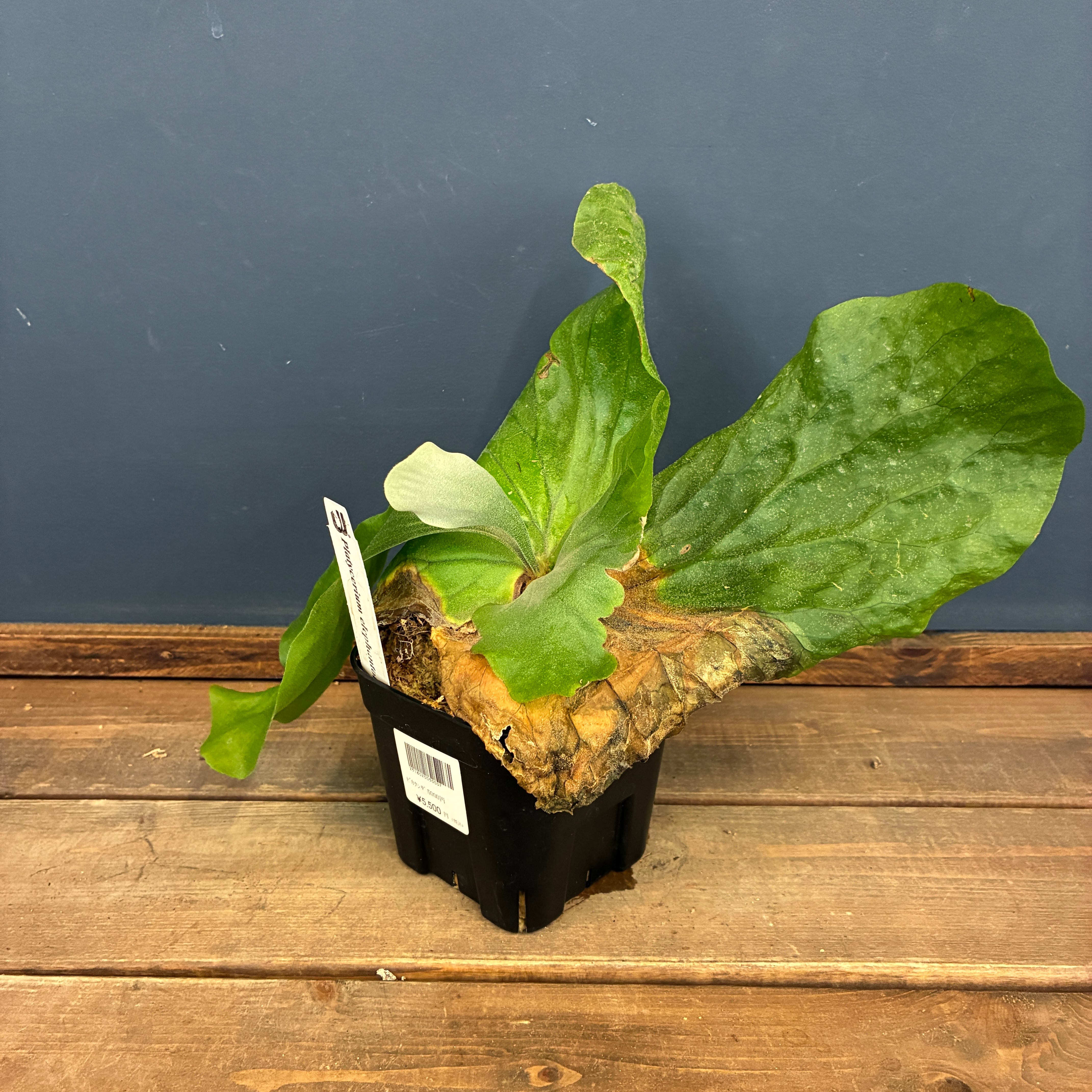 クリアランスセール対象商品】ビカクシダ P. elephantotis var
