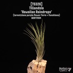 【送料無料】'Hawaiian Raindrops'〔エアプランツ〕現品発送T5326