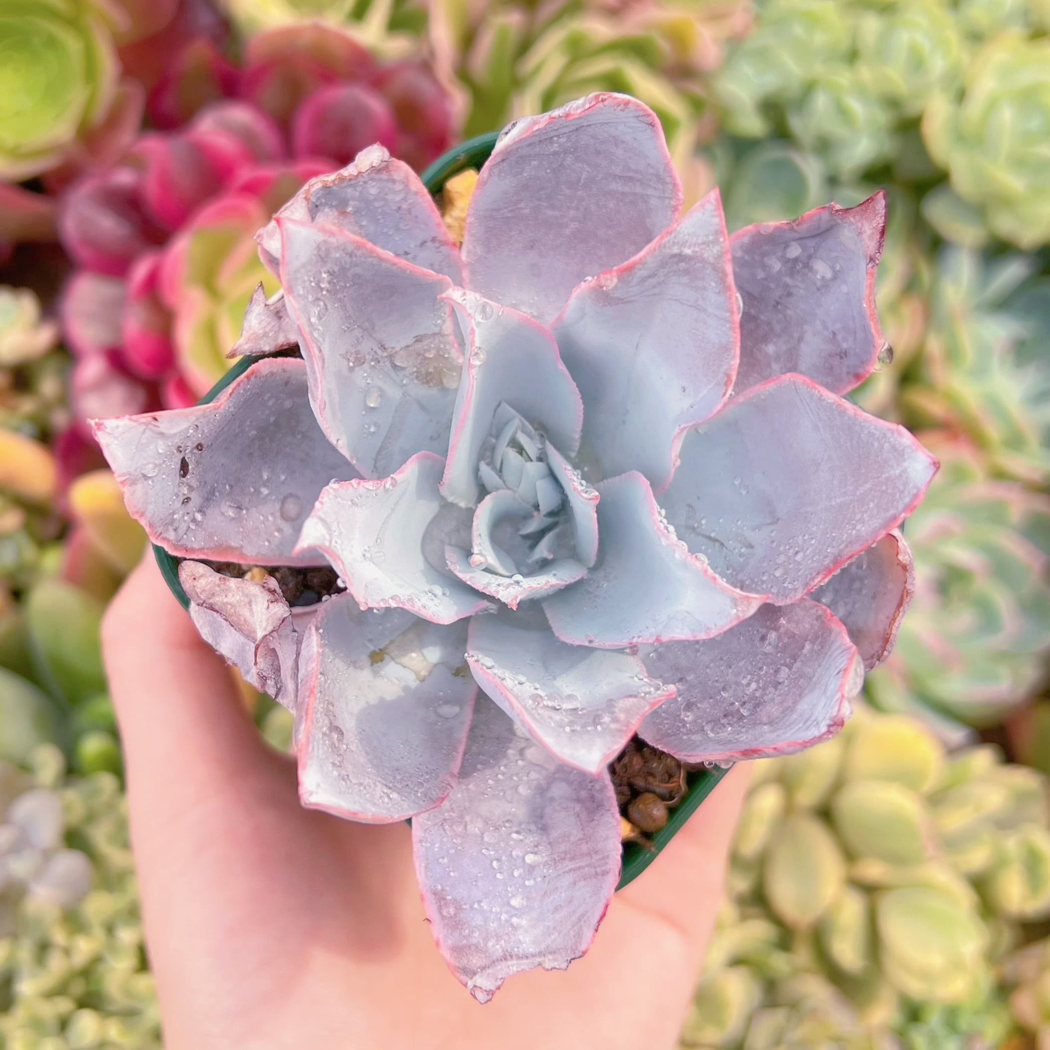 現品　カンテ#079　るる農園