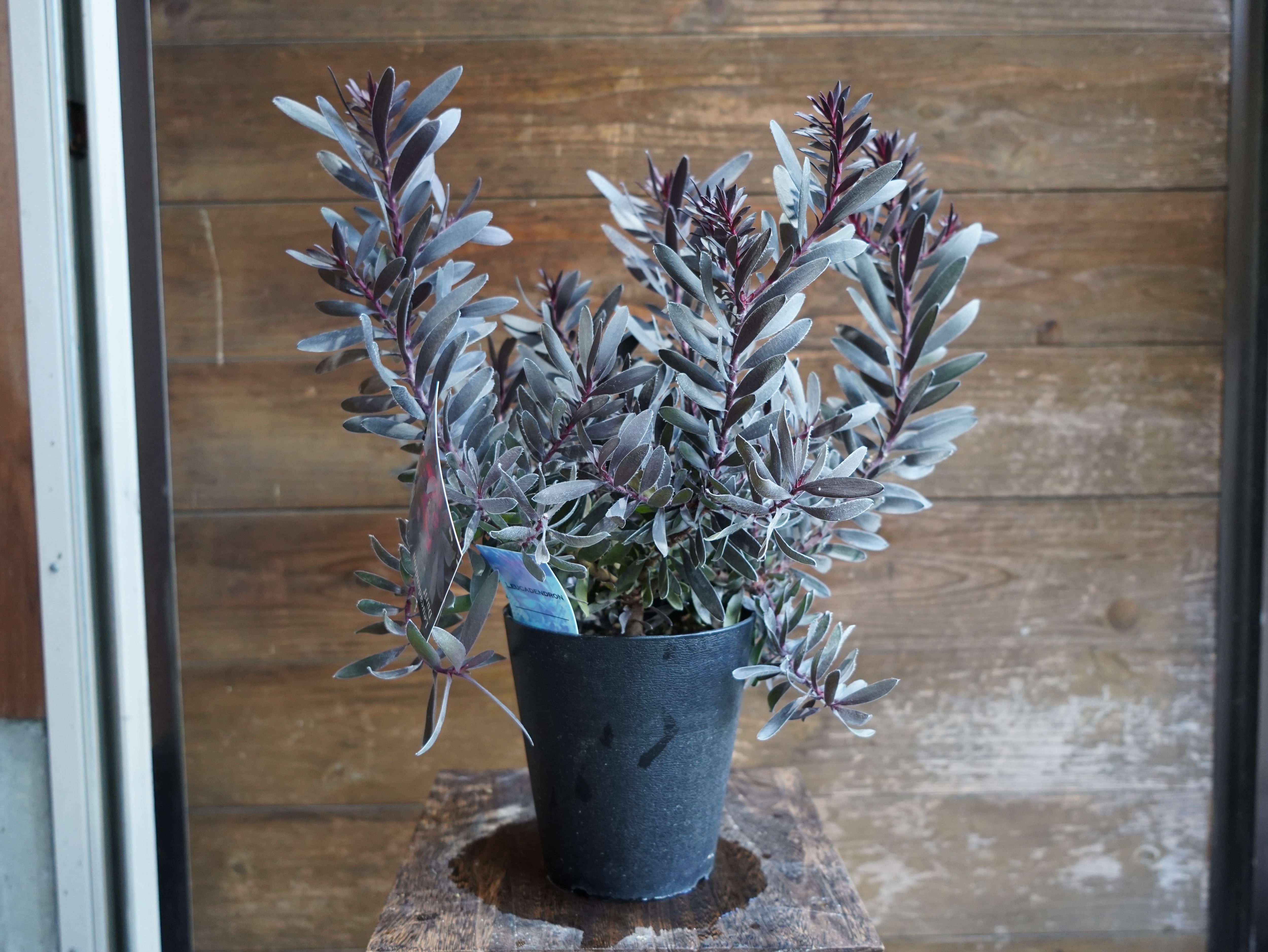 【現物】リューカデンドロン　”デュリフ”　B