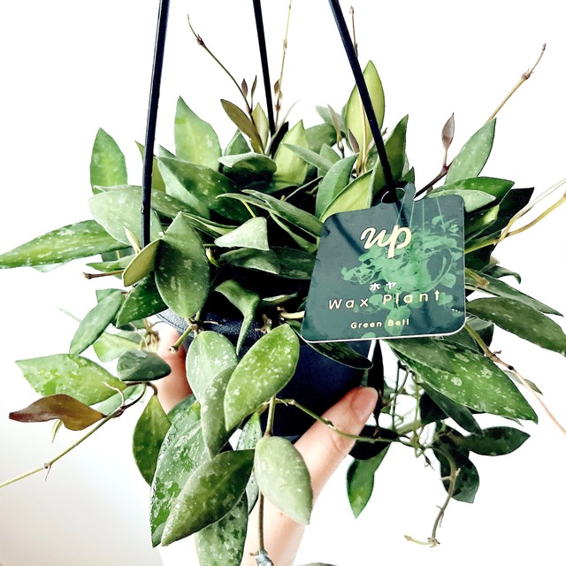 【再入荷】ホヤ NAP16｜GreenBell × calm cafe