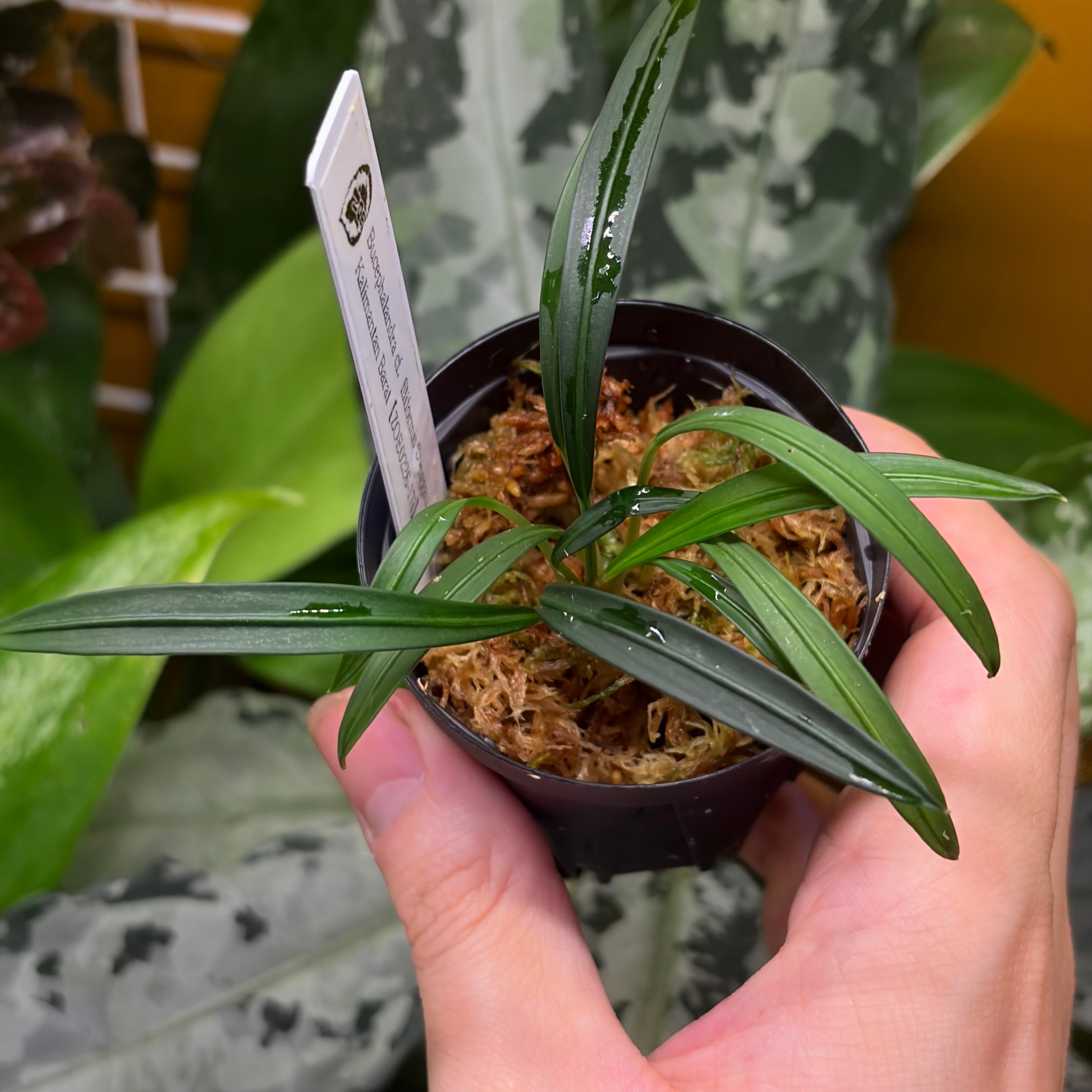 Bucephalandra cf. filiformis Sanggau Kalimantan Barat【ZOE0226-17i