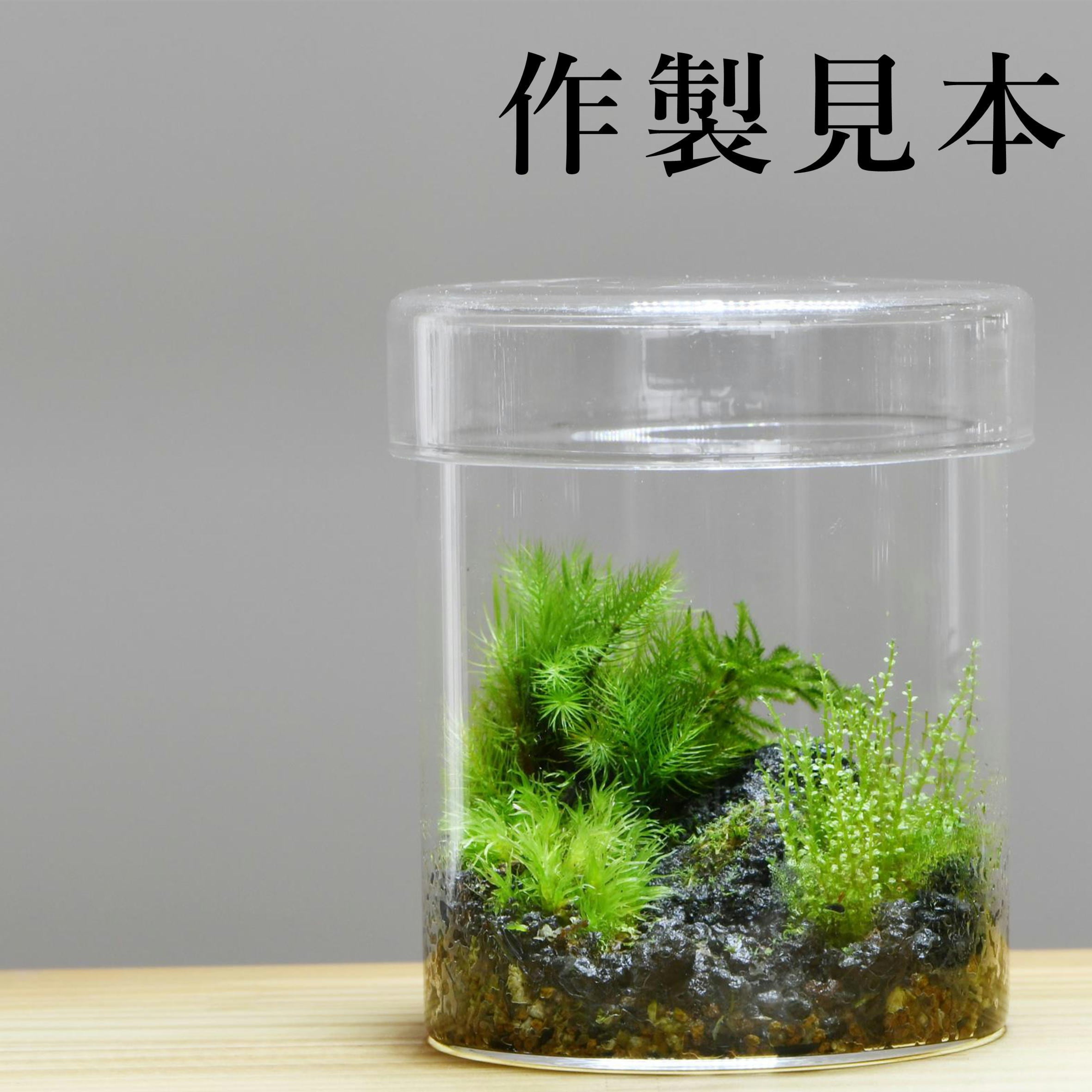 ガラス容器】シリンダーS（直径72xh85mm）【6個セット】 | 苔