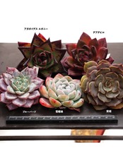 【セットC 定番種 5種】雪媚娘／ブルーバード／アガボイデス エボニー 他