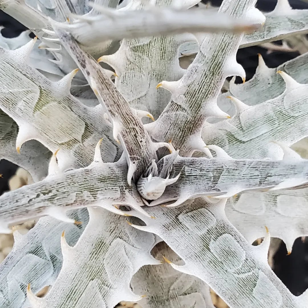 F00485_Dyckia goehringii (Original Clone)分頭株：ディッキア