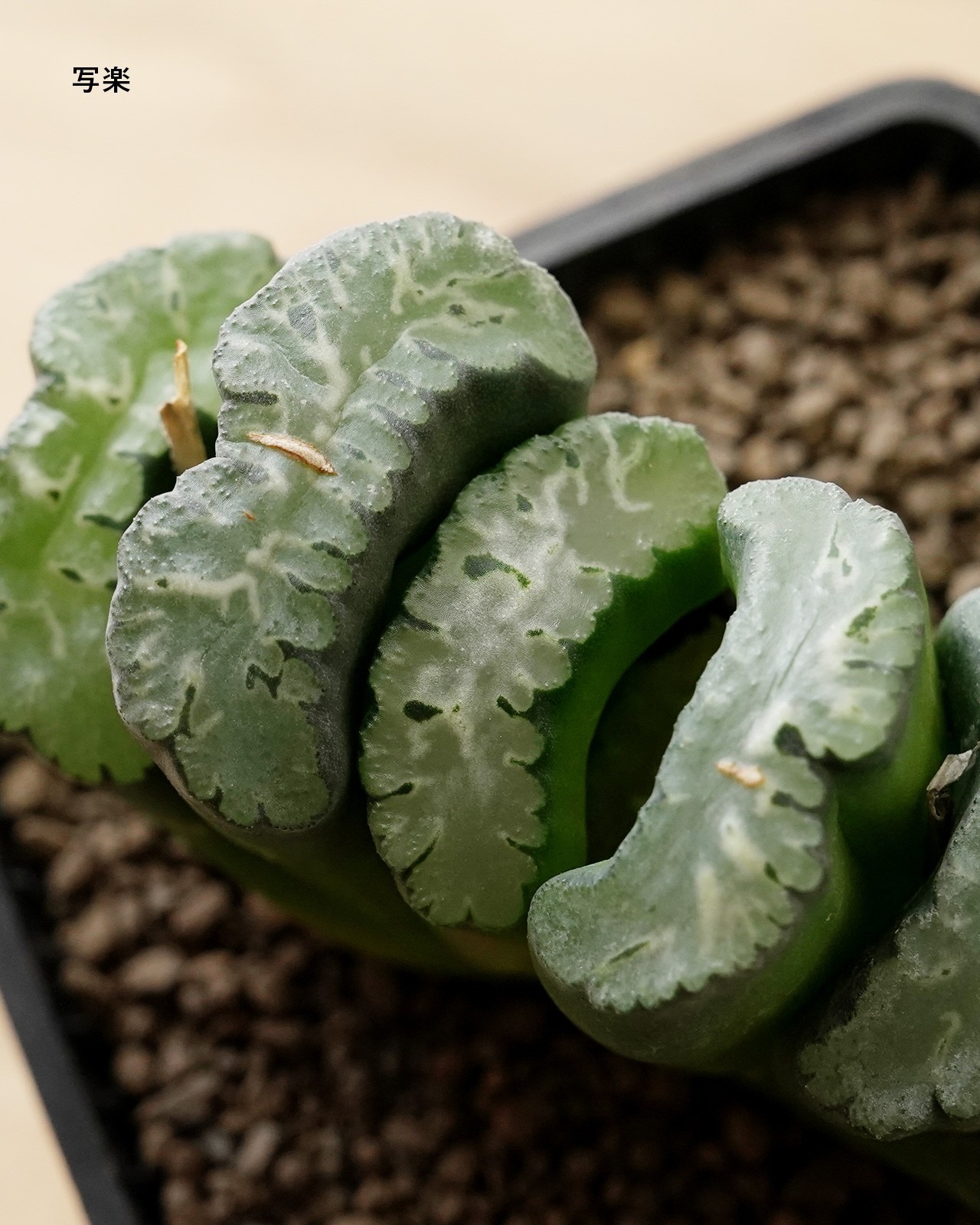 カット苗 ハオルチア 玉扇 写楽 L Haworthia truncata 'Sharaku'