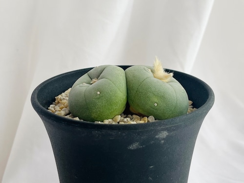 Lophophora diffusa　ロフォフォラ　翆冠玉　多毛タイプ　ダブルヘッド　サボテン