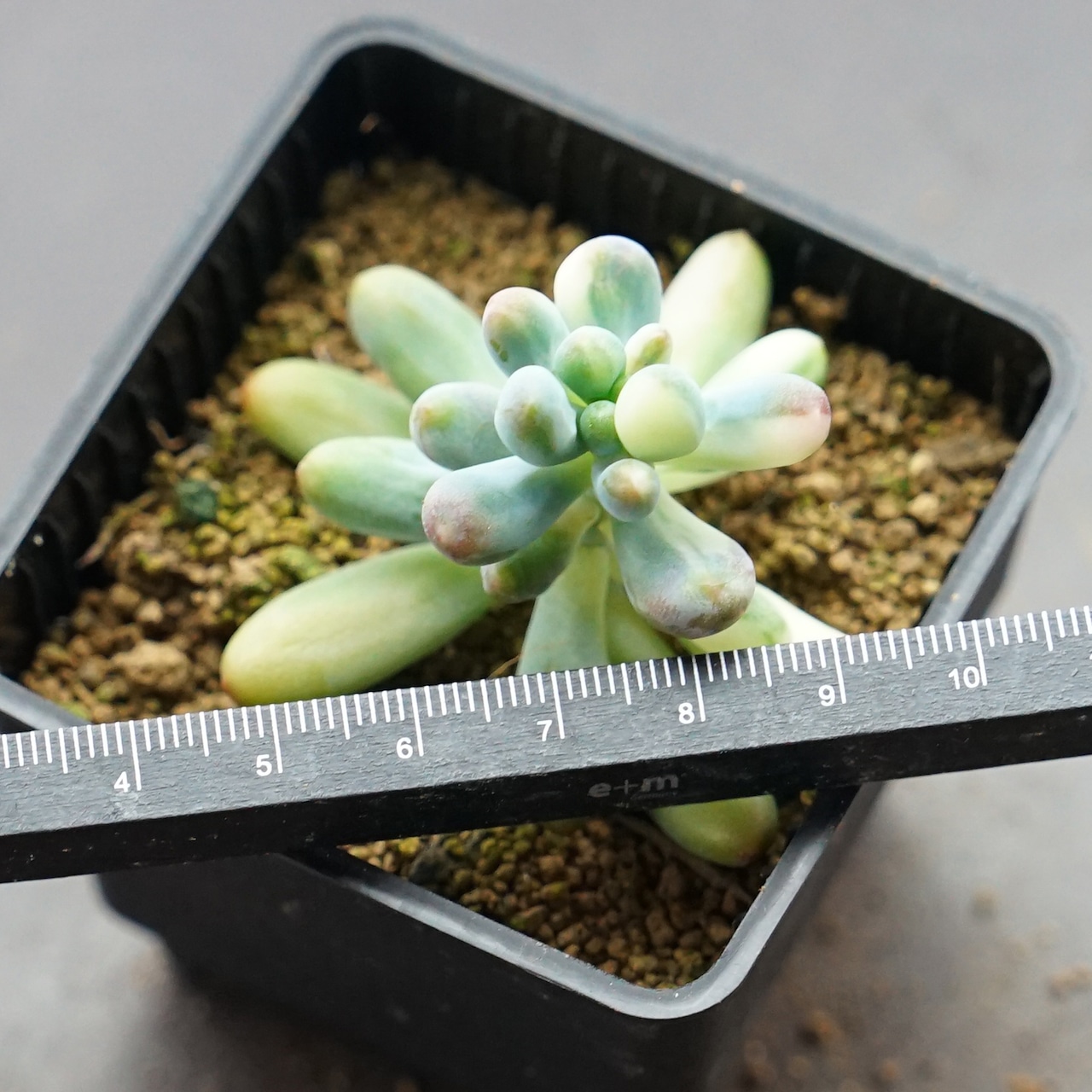 抜き苗 乙女心錦 Sedum pachyphyllum f.variegata