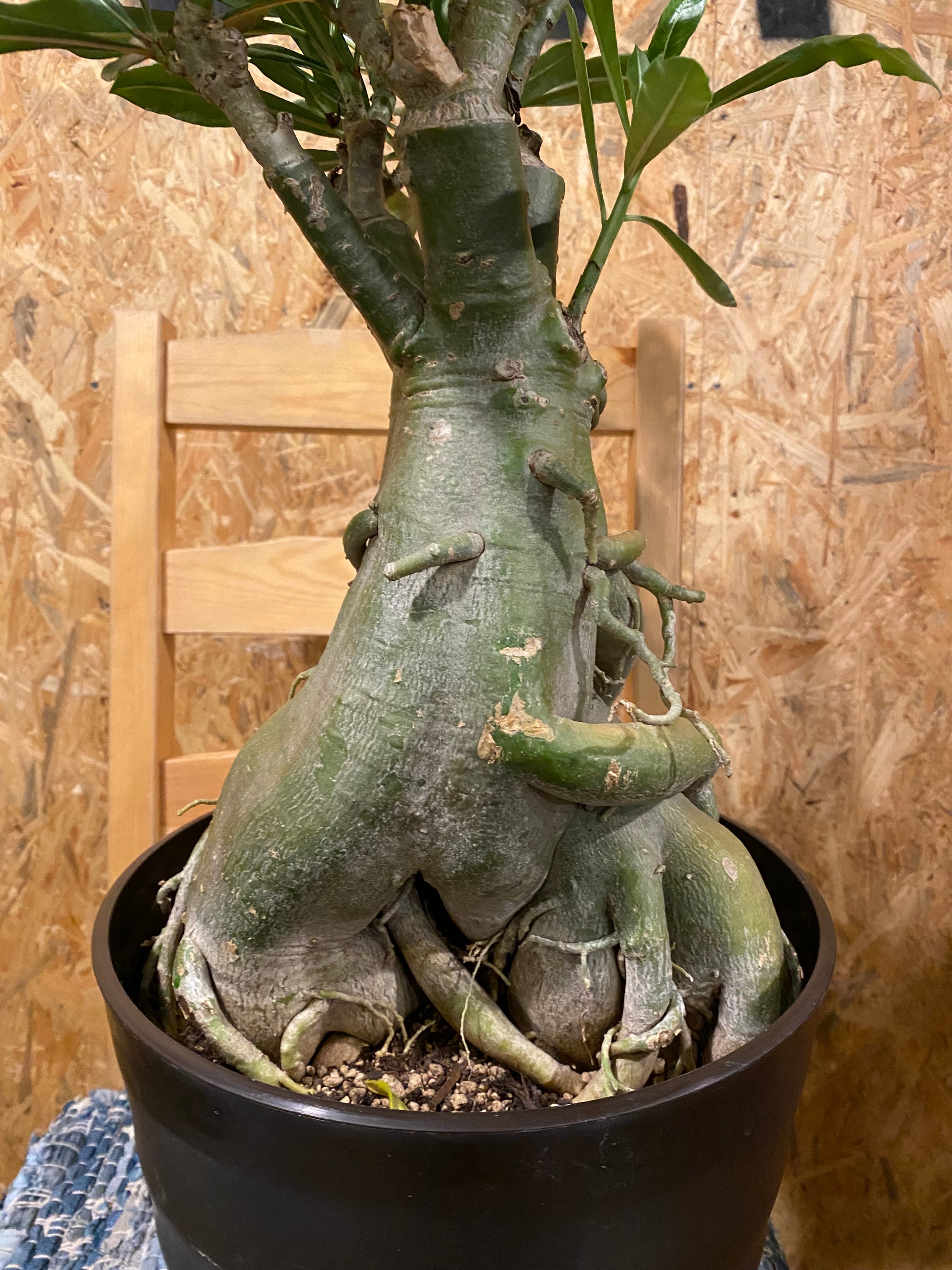 アデニウム 大型 H68cm W33cm 口径約26cm | Garden Varejo