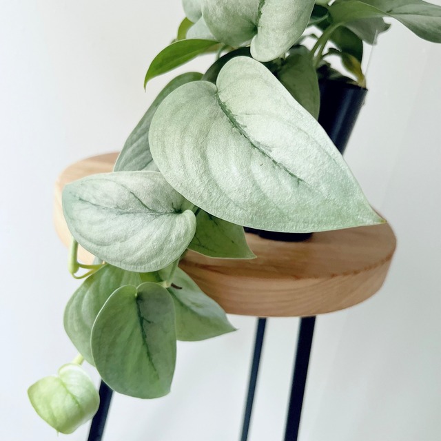 スキンダプサス シルバーヒーロー 観葉植物 calm cafe