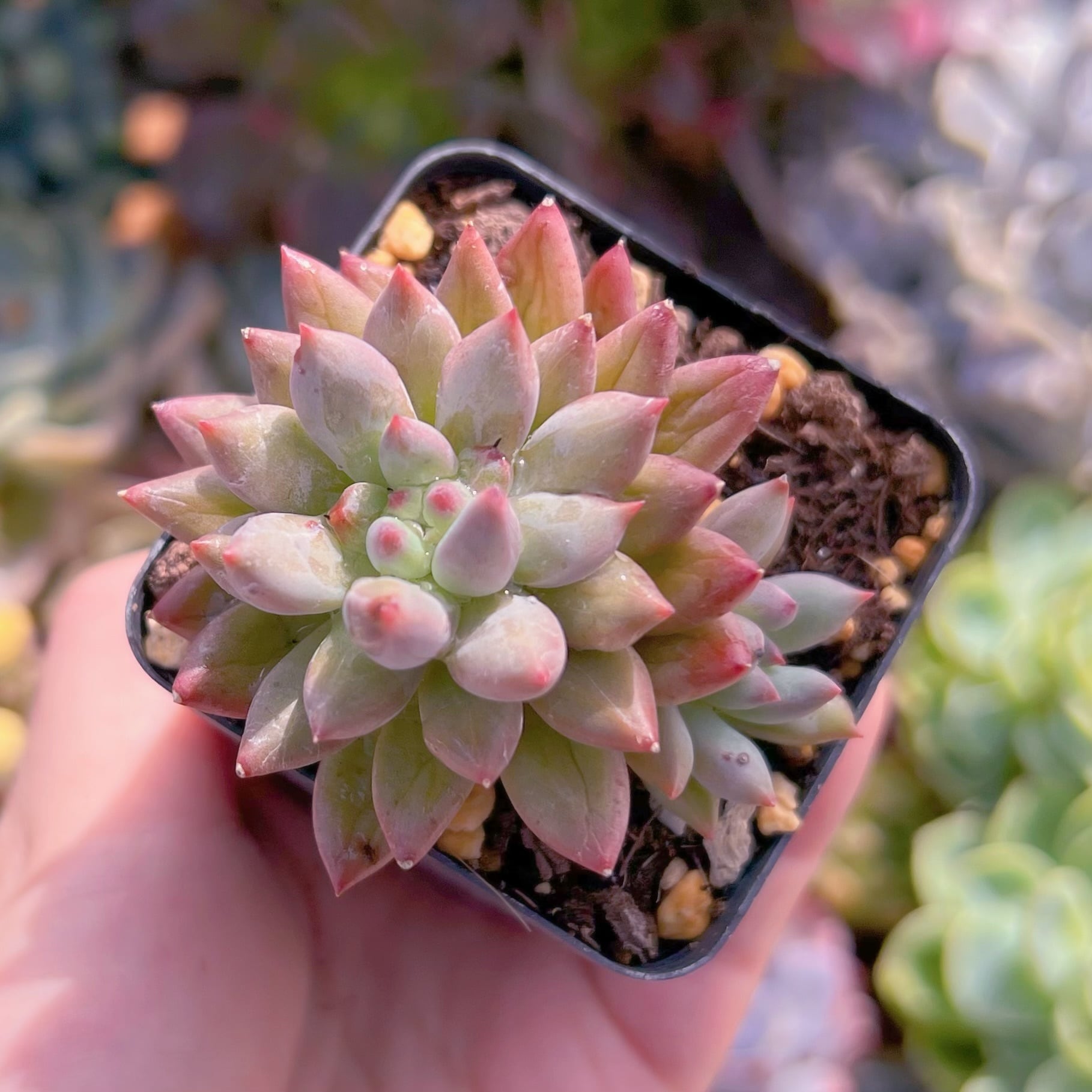 現品　金魚姫#B16　るる農園