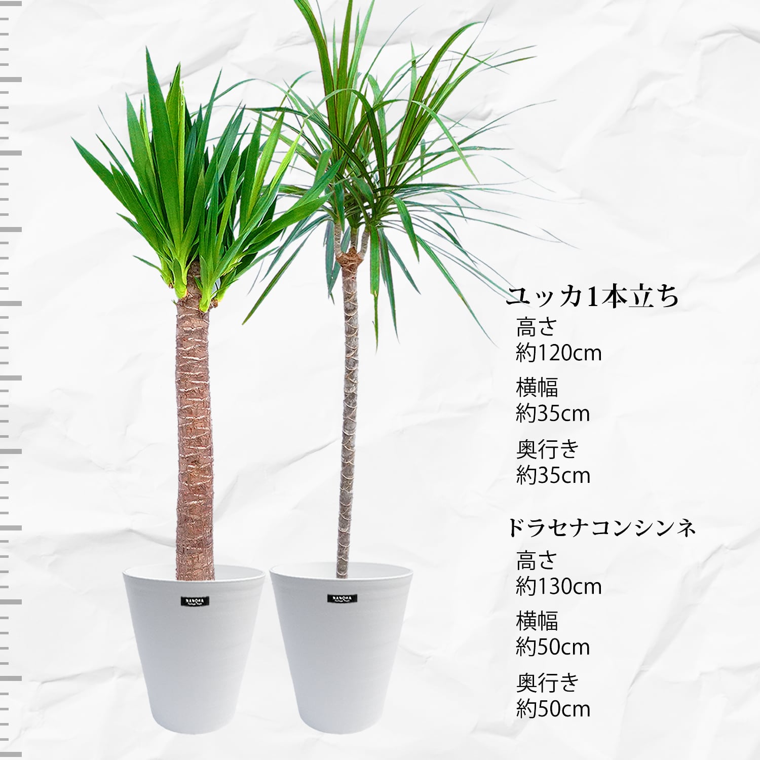 【2鉢セット】ユッカ1本立ち ドラセナコンシンネ観葉植物 大型 本物 | NANOHA flower