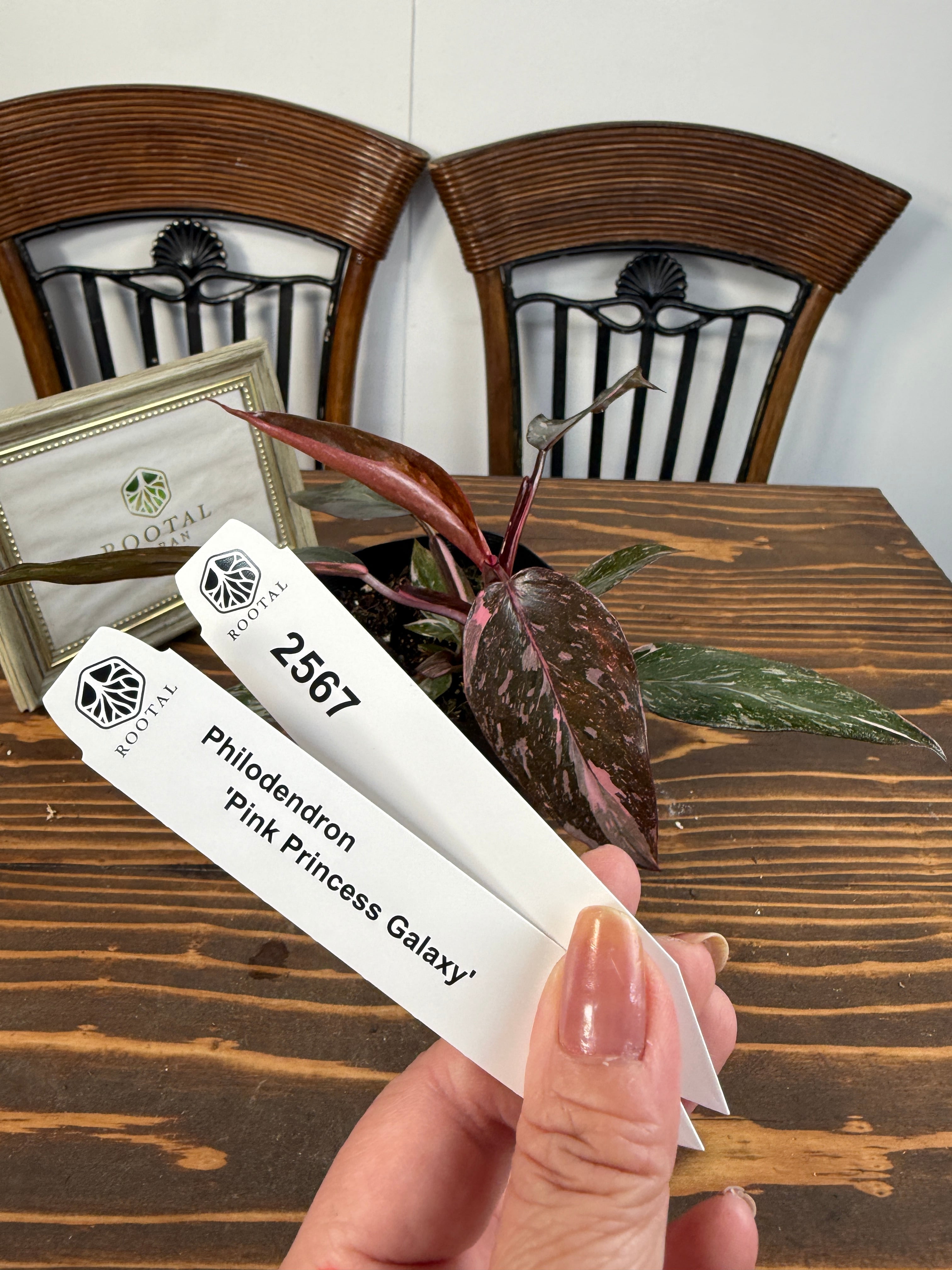 ★2567【桃斑、舞う】フィロデンドロン ピンクプリンセスギャラクシー(3号ポット)