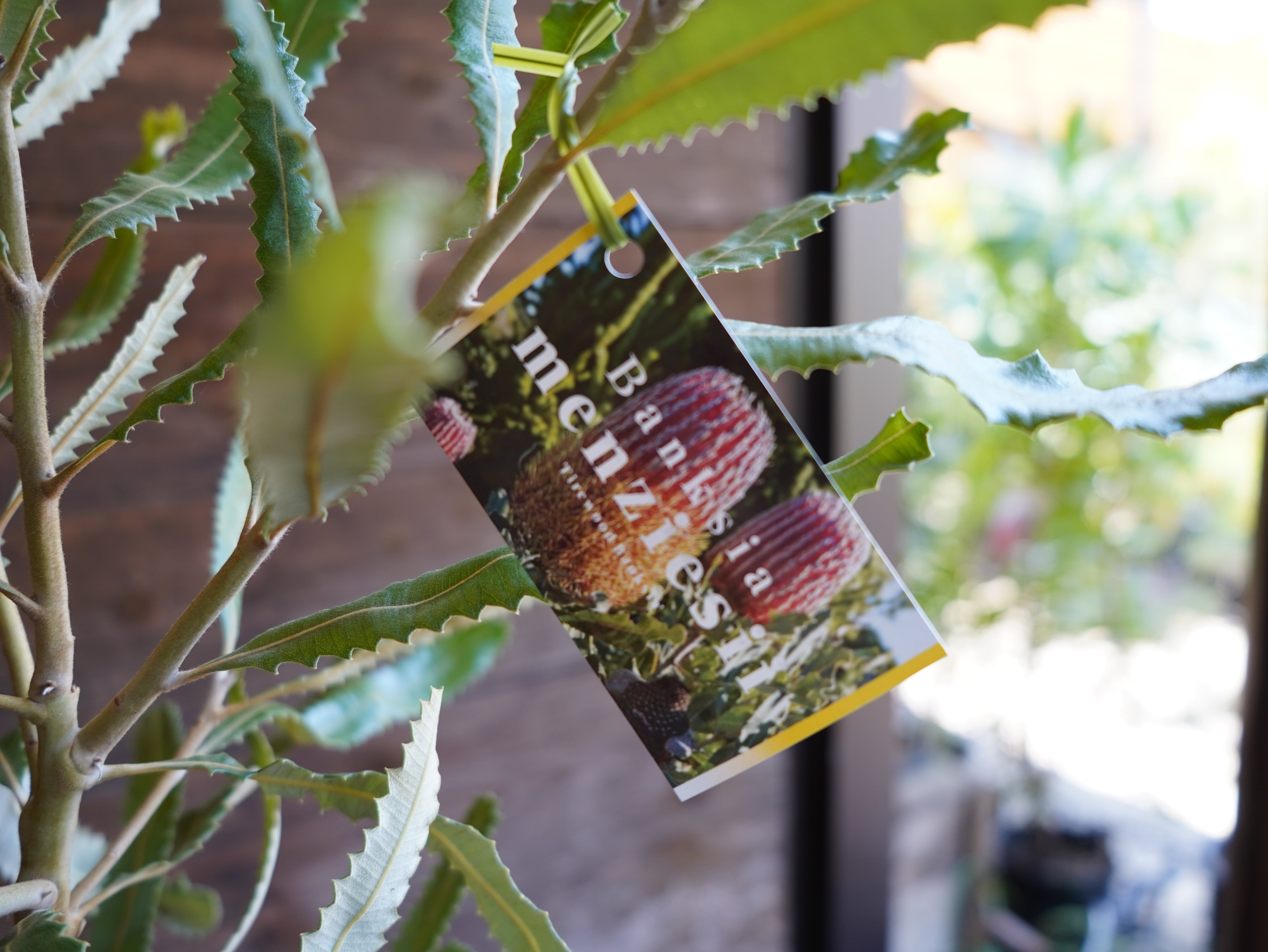 【現物】バンクシア　”メンジーシー”　