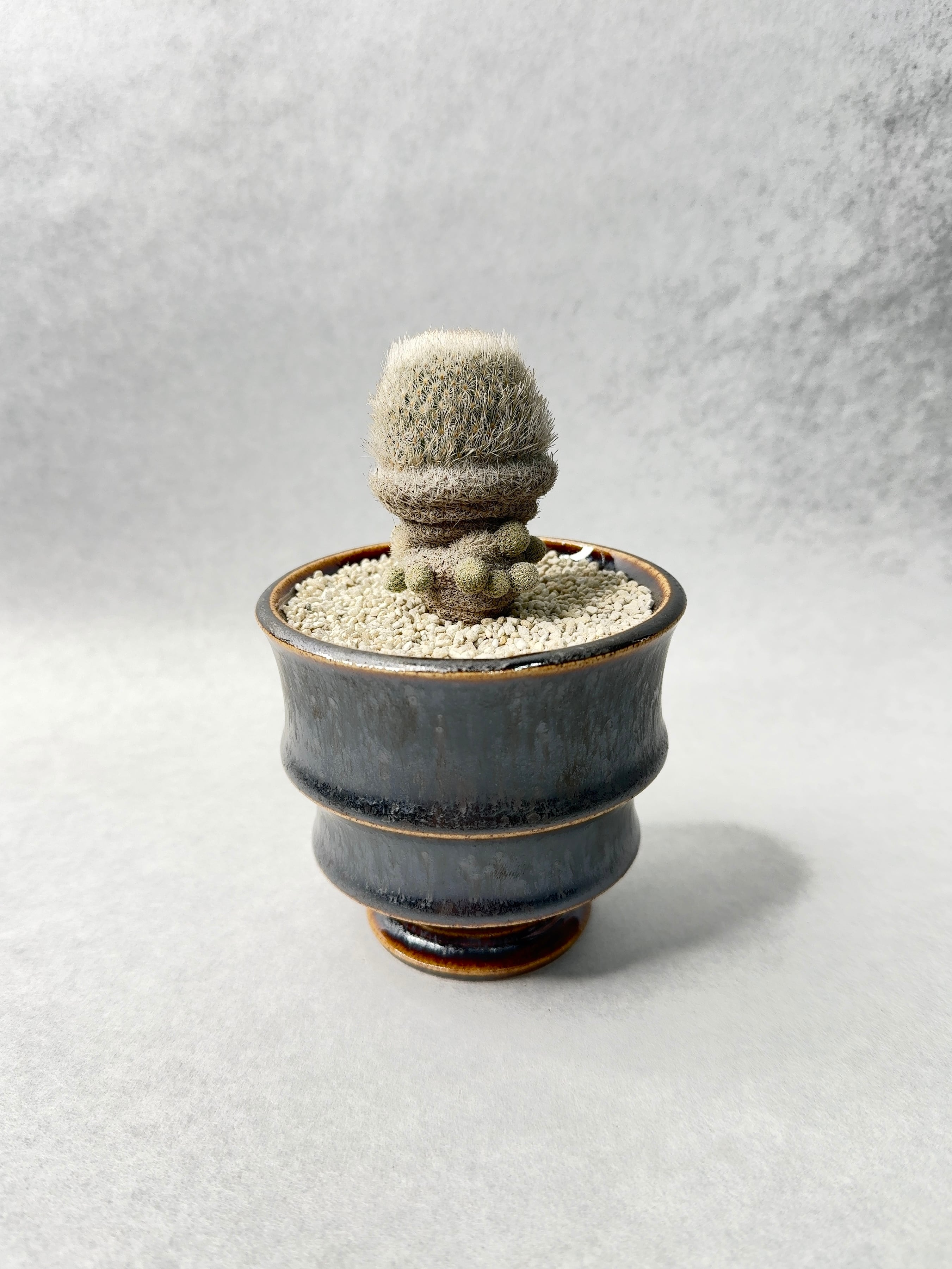 中川智治 | trigger