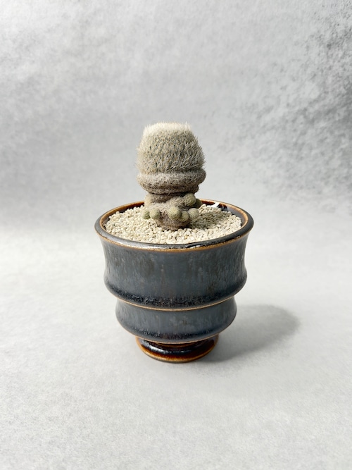 エピテランサ・月世界