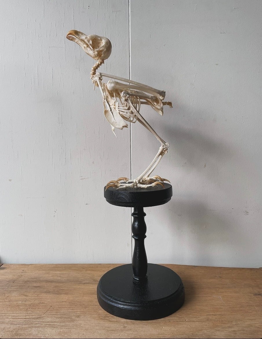 フクロウ頭骨標本 アフリカ便！メンフクロウ 頭骨 ☆即納☆ アフリカ便