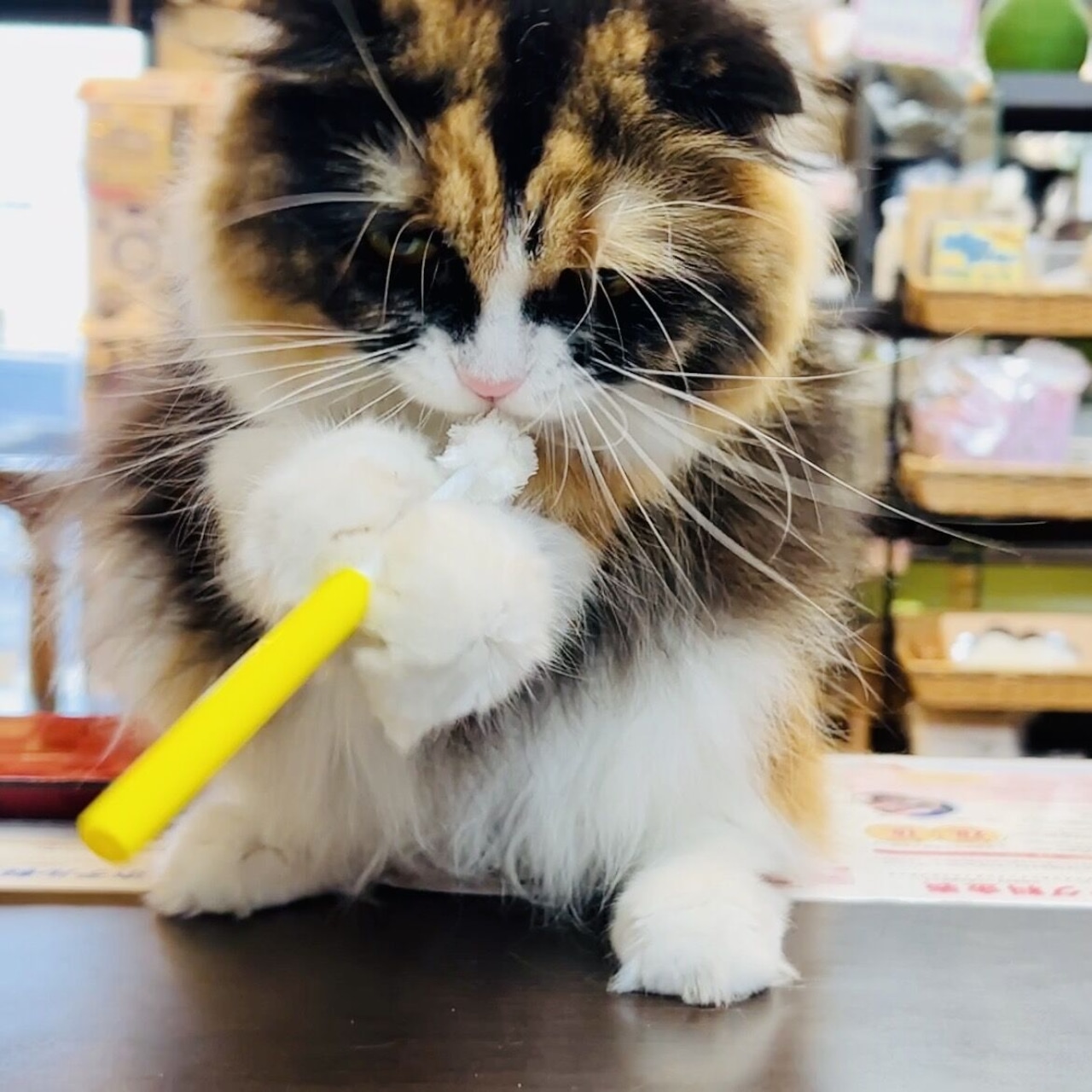 【いつもの歯磨きをもっと楽しく!!"ふわふわシルク歯ブラシ"(子猫~小型猫向けの新サイズ)】歯茎まで磨く&マッサージで口臭、歯周病予防!楽しくハミガキ!犬猫用、ネコポス対応(全国一律330円)
