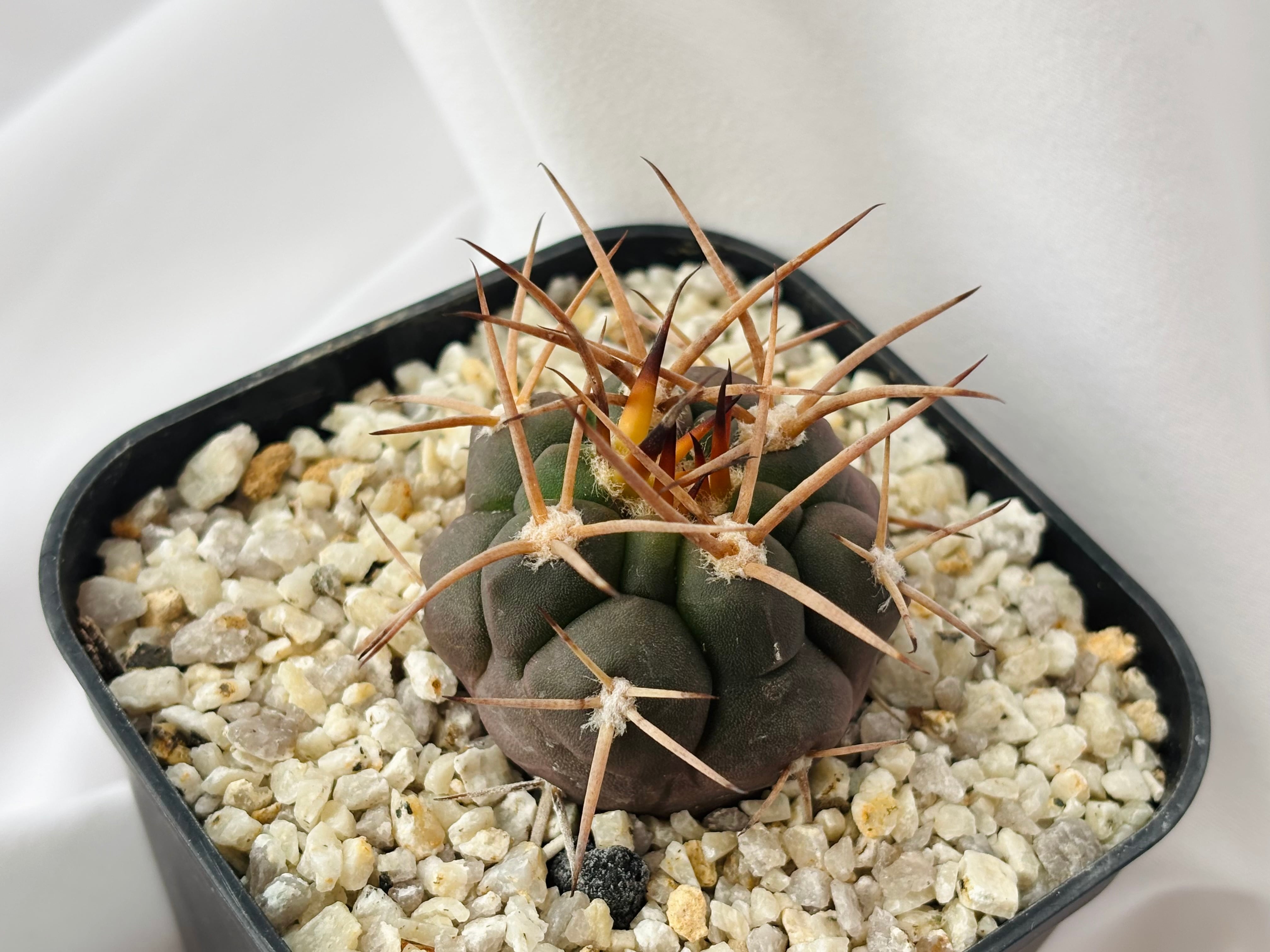 Gymnocalycium mazanense ギムノカリキウム 守金魔天竜 サボテン