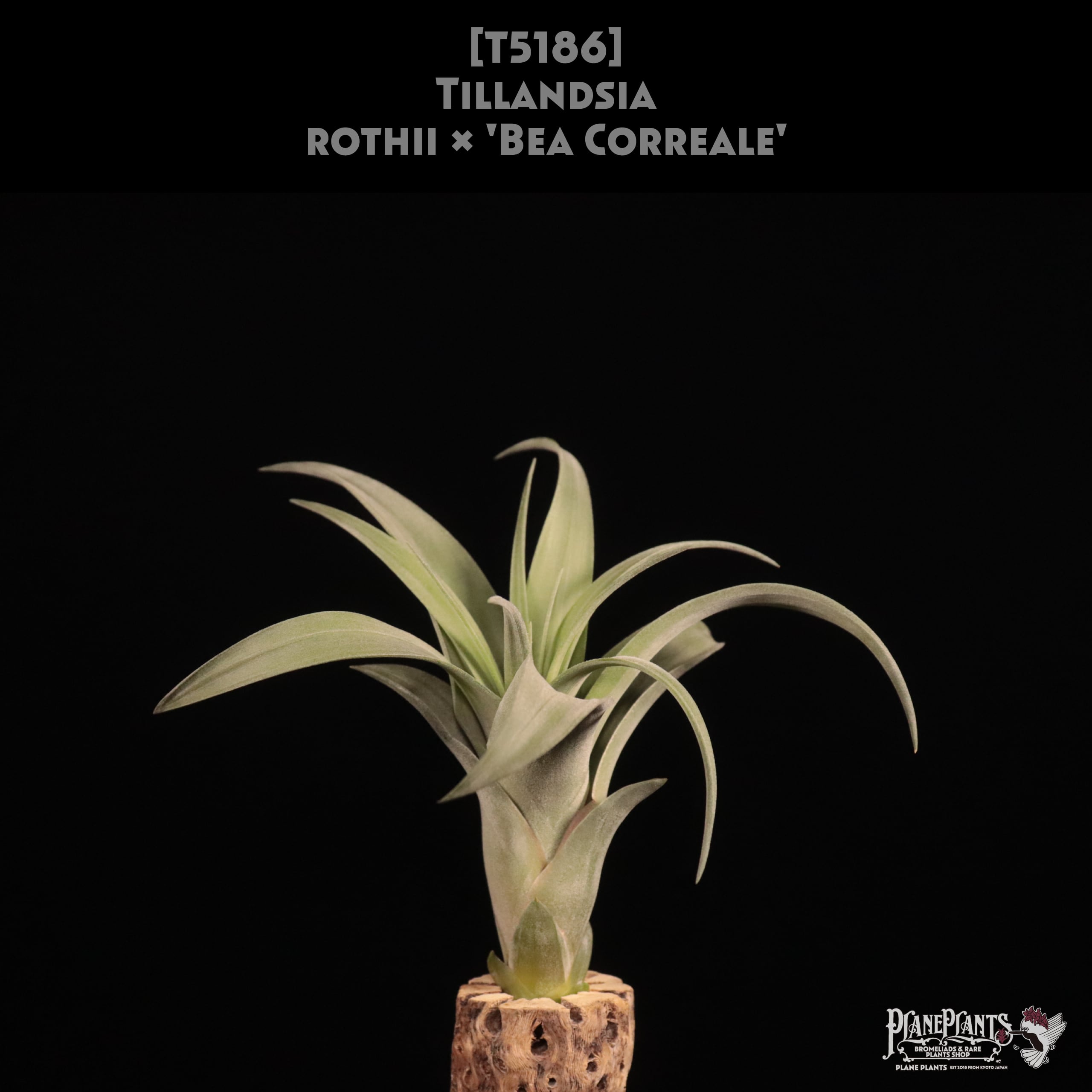 イオナンタ ロン レインフォレスト Tillandsia ionantha 'Ron