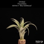 【送料無料】rothii × 'Bea Correale'〔エアプランツ〕現品発送T5186