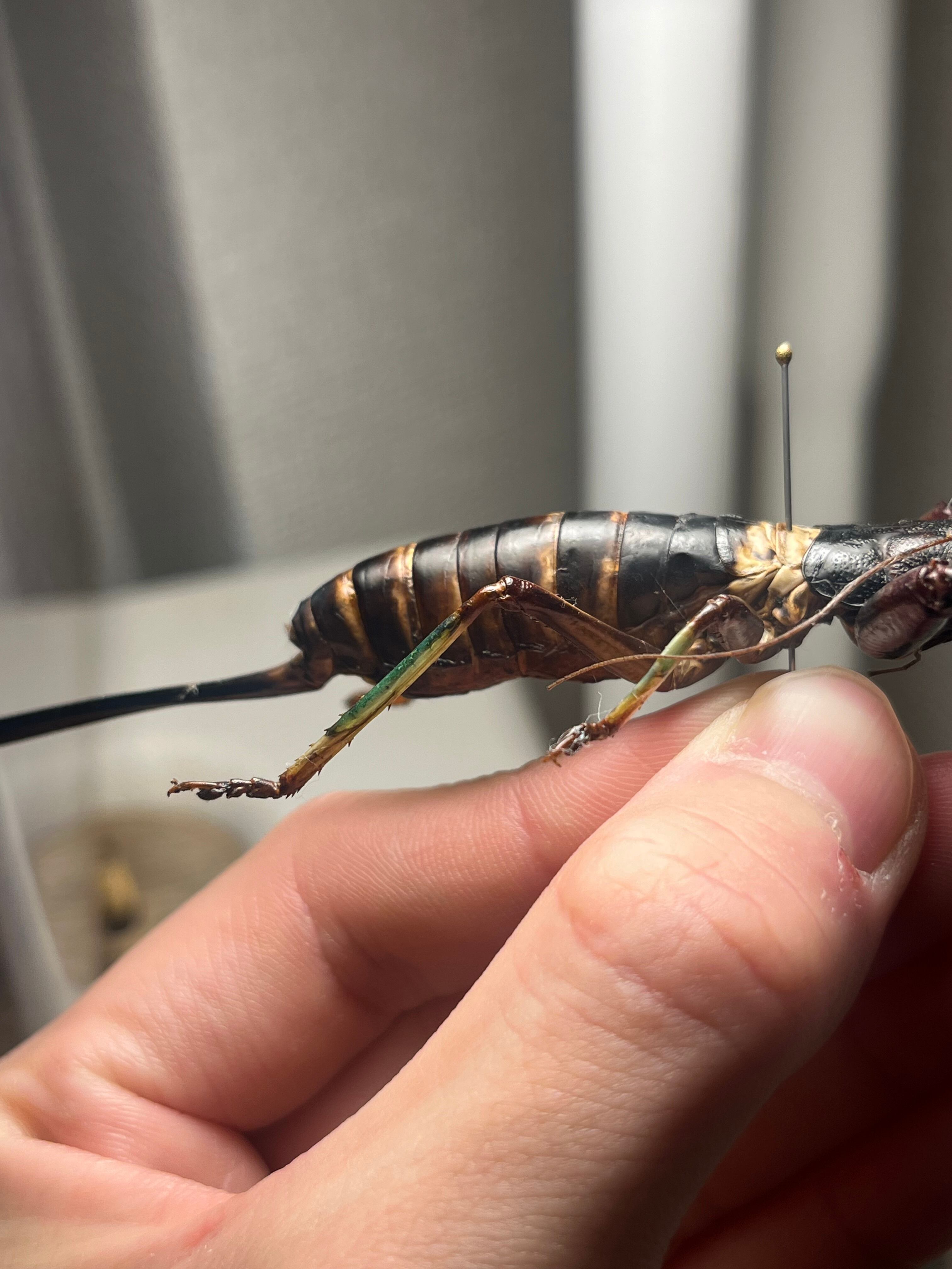 特大美脚】マッチョキリギリス♀ コロギス リオック ロブスター