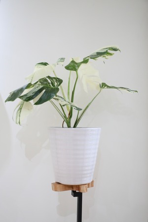 【M】【希少】モンステラ ボルシギアナ バリエガータ/Monstera borsigiana variegata