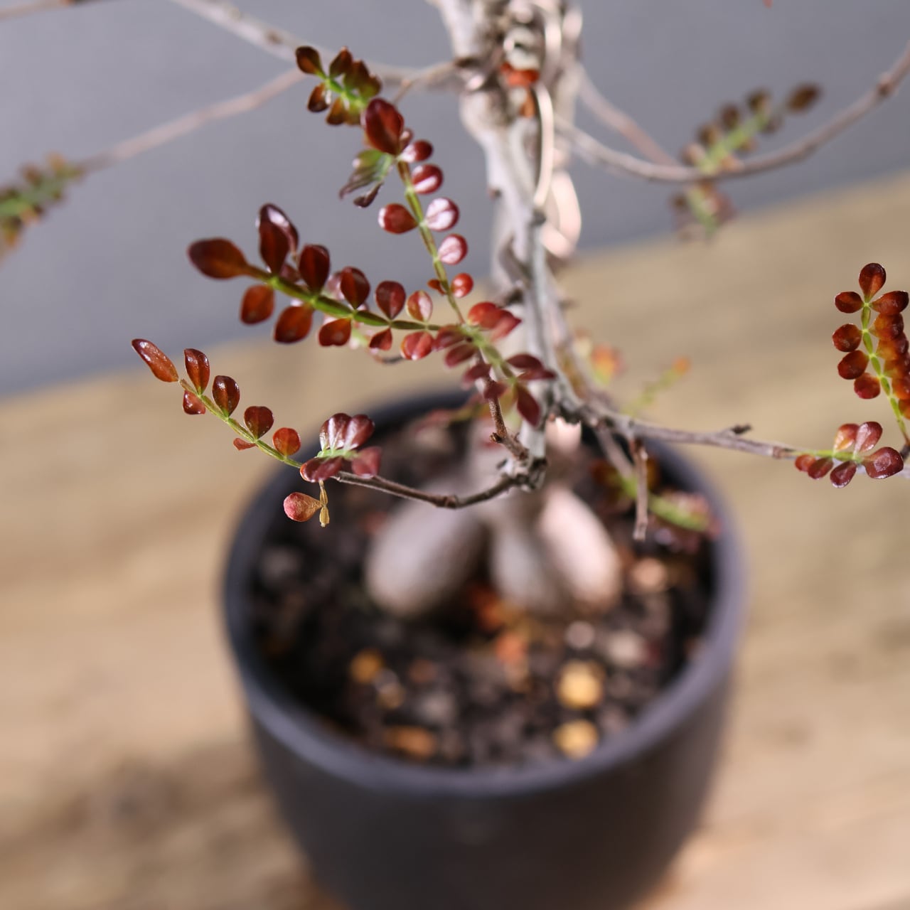 582『オペルクリカリア デカリー』観葉植物【送料無料】 | MARX PLANTS