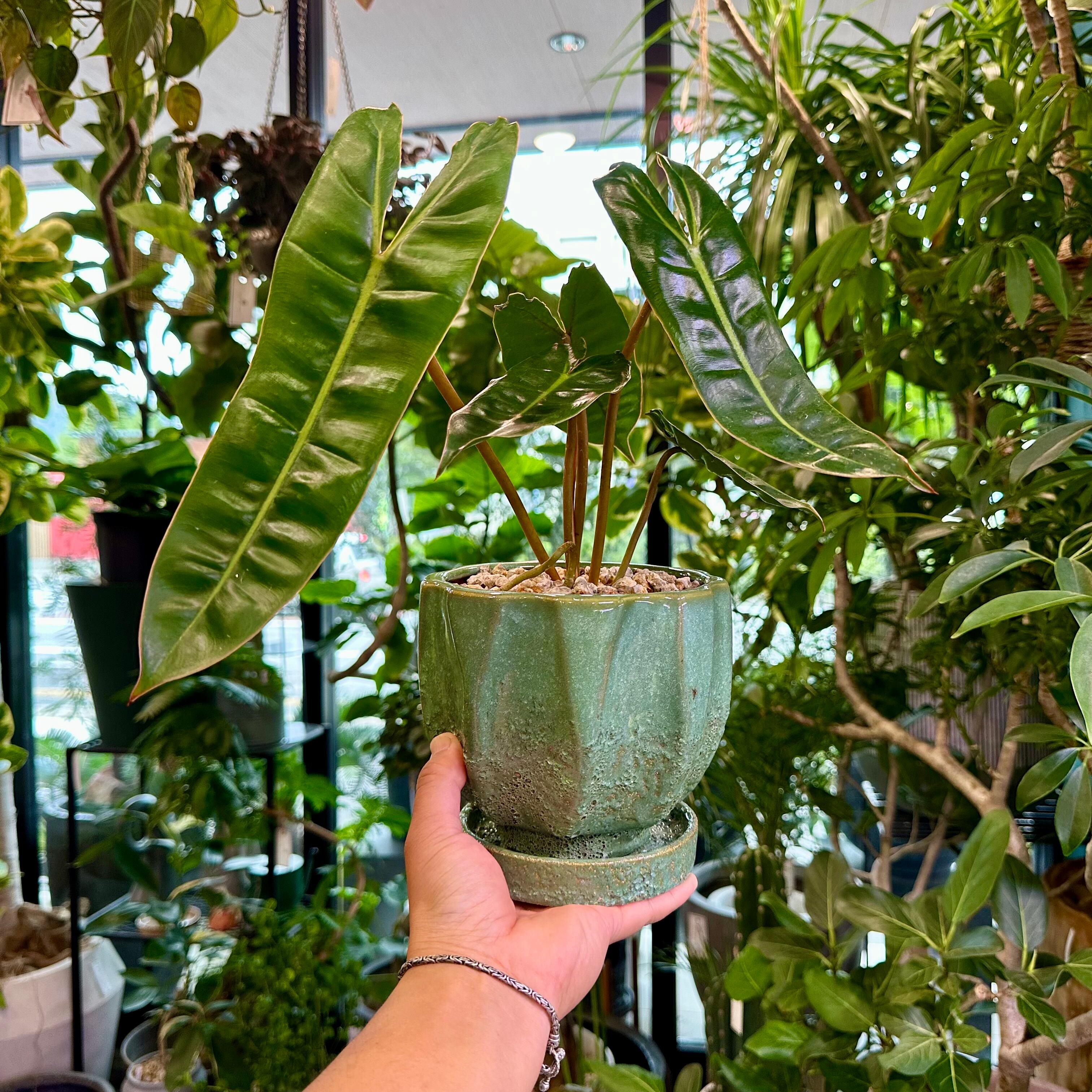 フィロデンドロン・ビレッティア | barrelplants_BONSAI