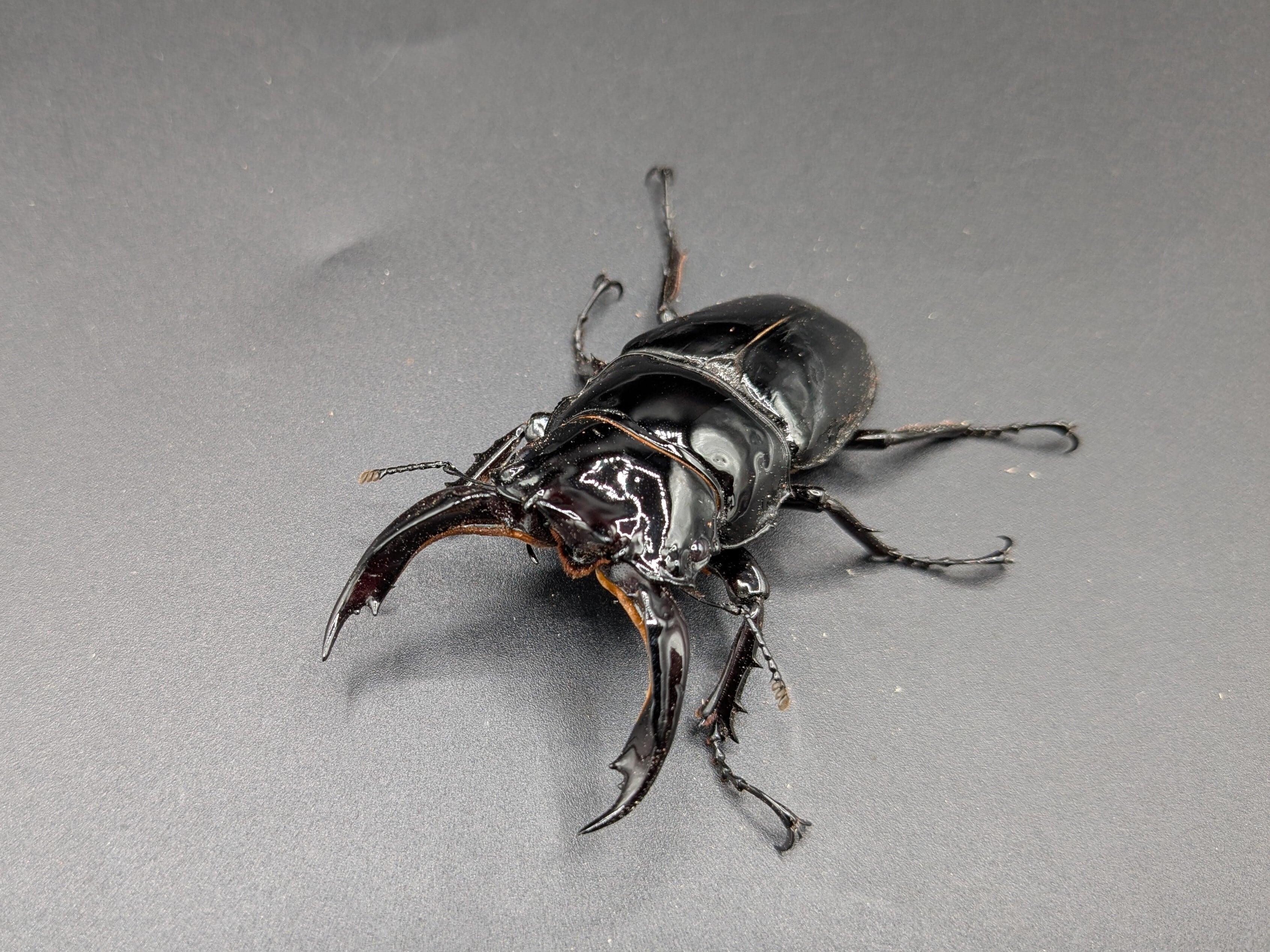 121mm】タイタンオオウスバカミキリ カブトムシクワガタハナムグリ
