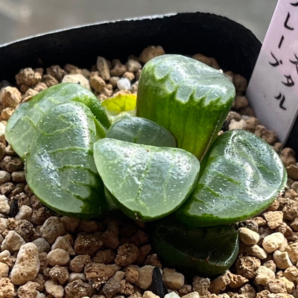 ハオルチア オブツーサ錦 竜珠 糊斑 | mocono_plants