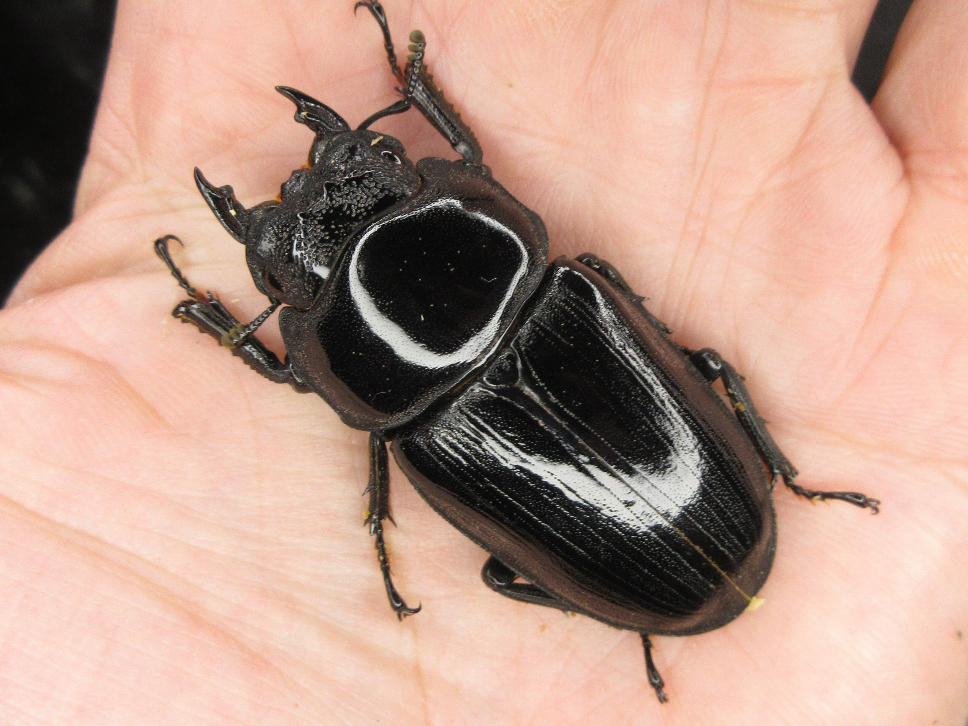3 マダガスカルのとても珍しい虹色タマムシ（♀） | PAY ID