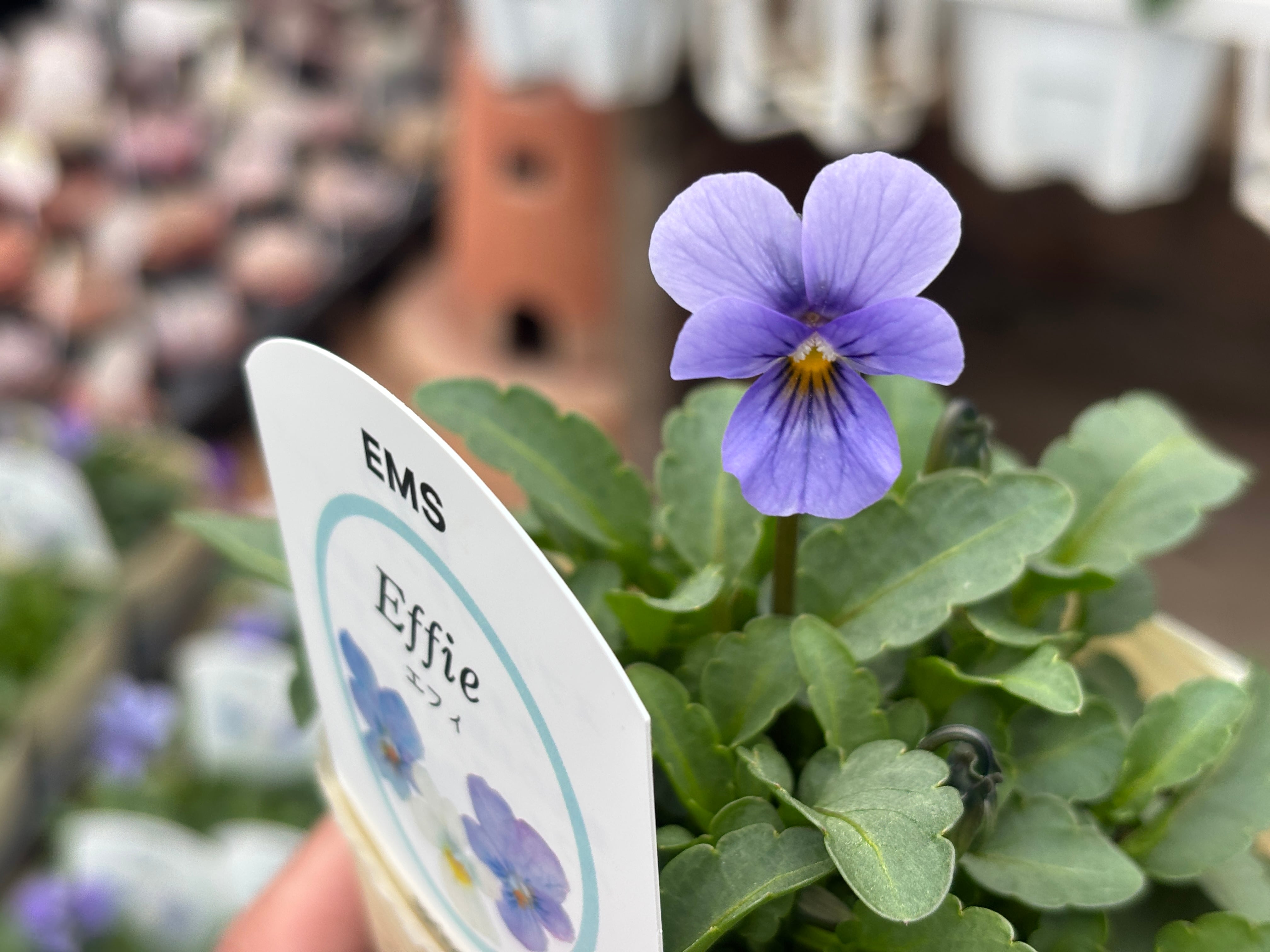 高見園芸 | nanagarden/ナナガーデン